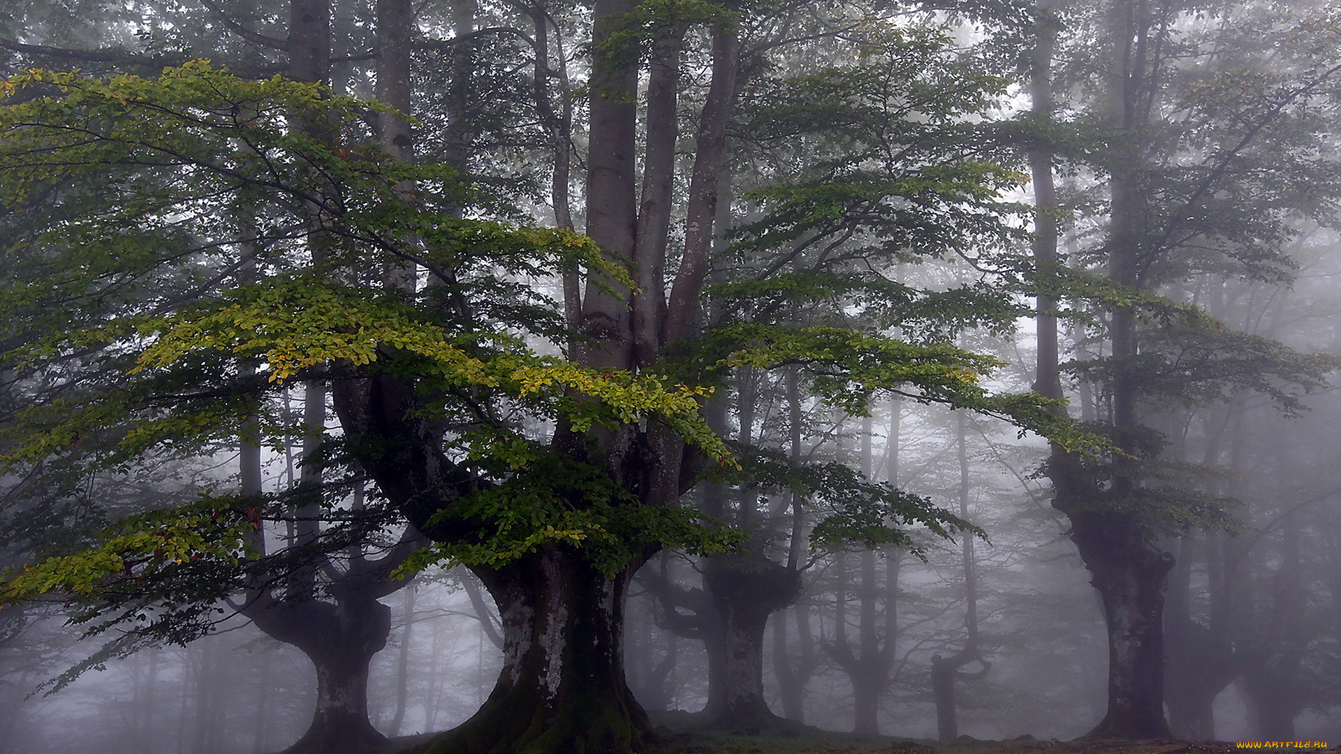 природа, лес, туман