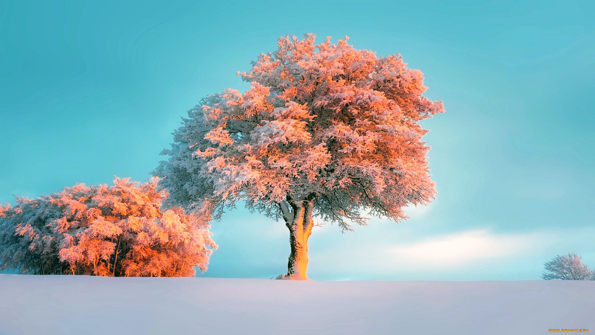 природа, зима, закат, дерево