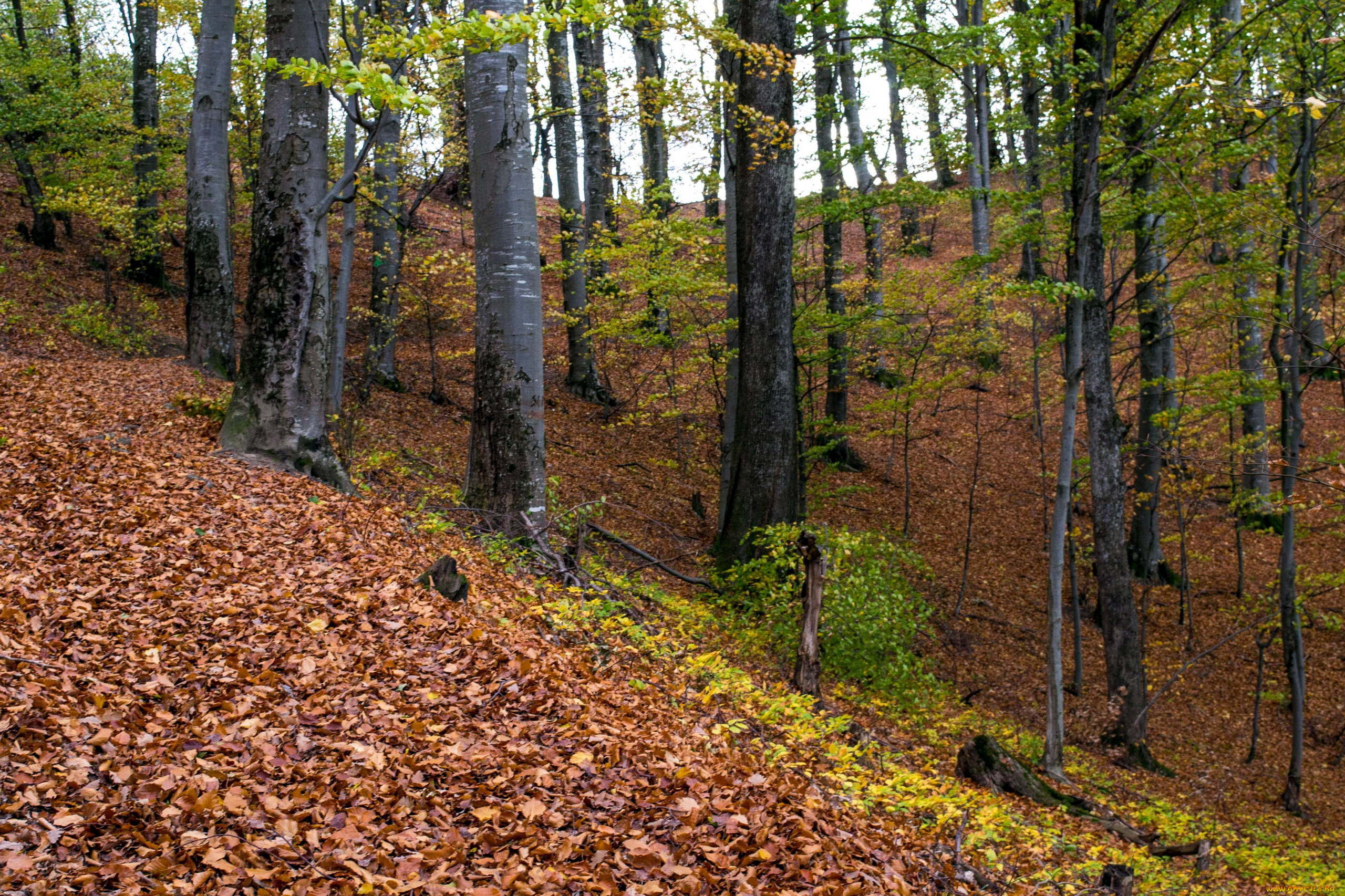 природа, лес, осень, листопад