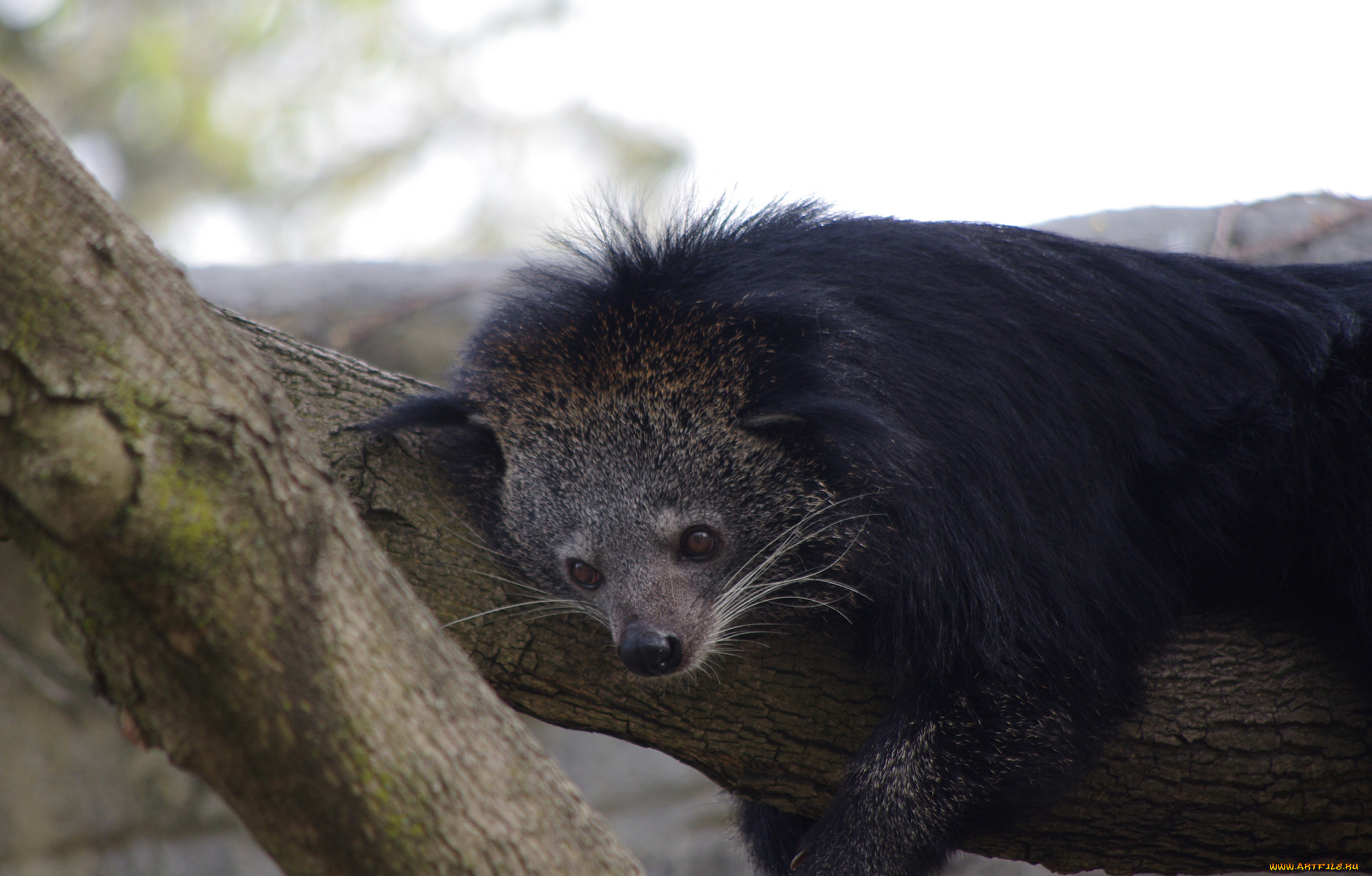 binturong, животные, -, другое, бинтуронг, млекопитающие, виверровые, хищники, шерсть, морда, когти, хвост