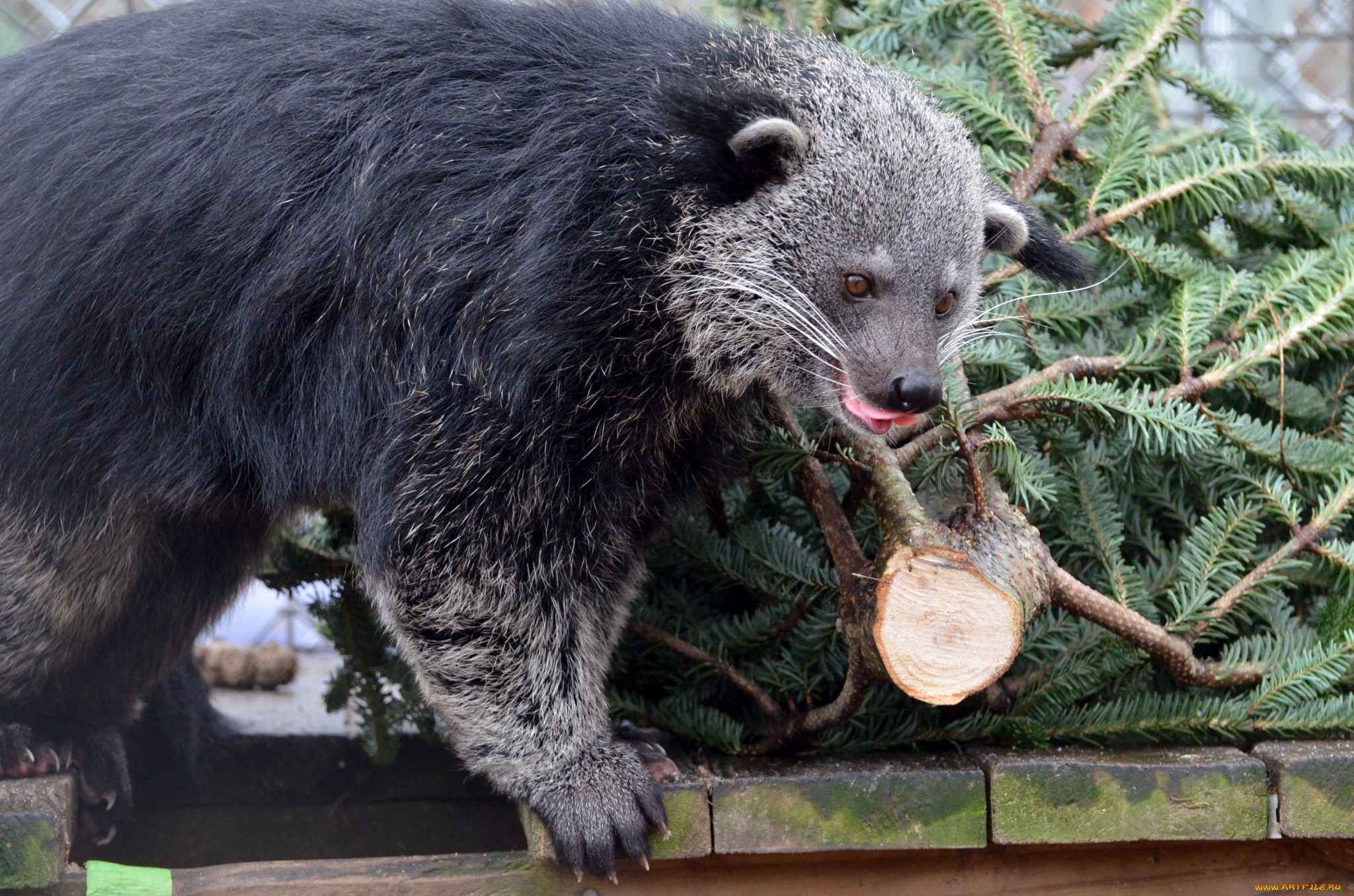 binturong, животные, бинтуронги, бинтуронг, млекопитающие, виверровые, хищники, шерсть, морда, когти, хвост