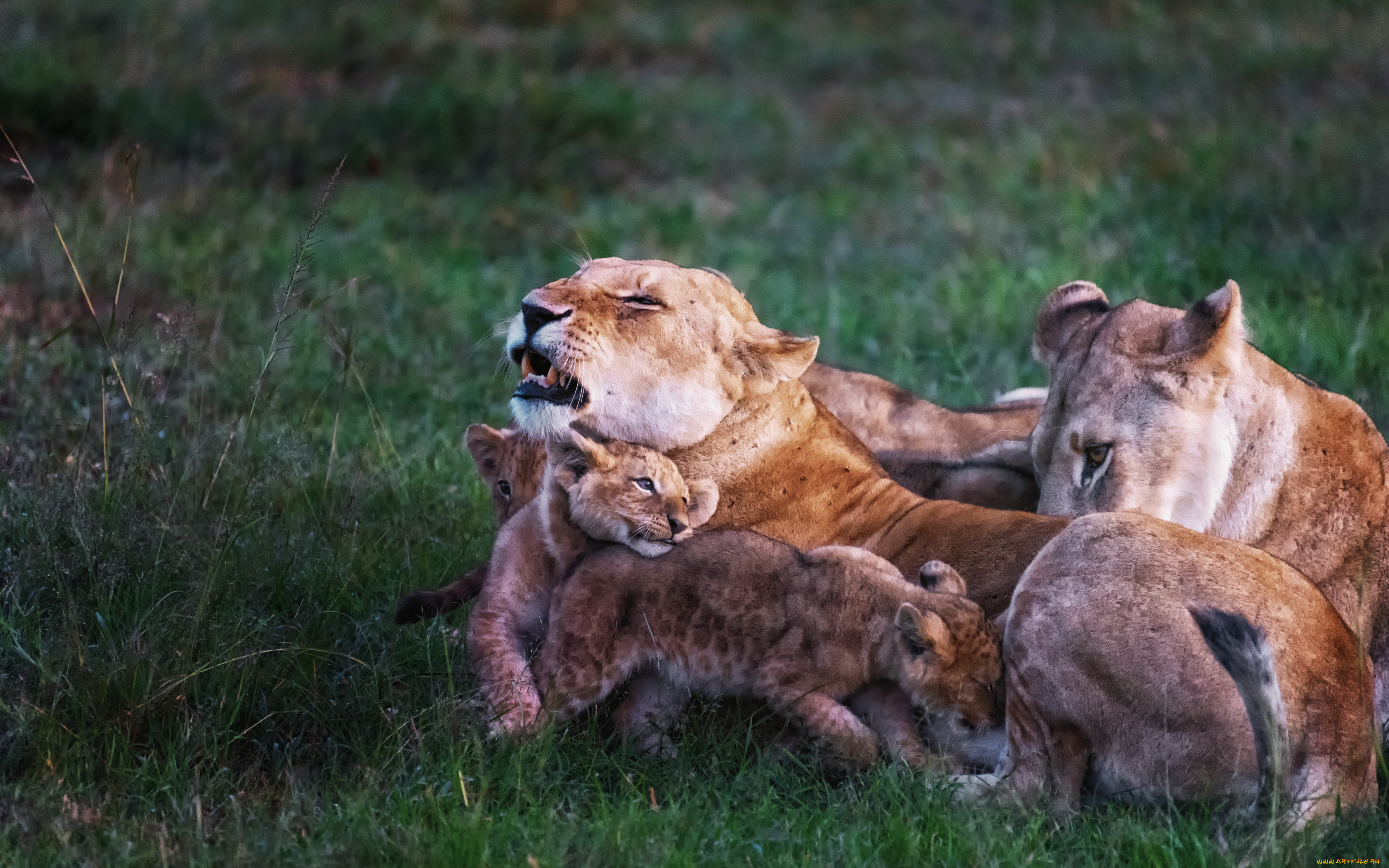 животные, львы, family, story