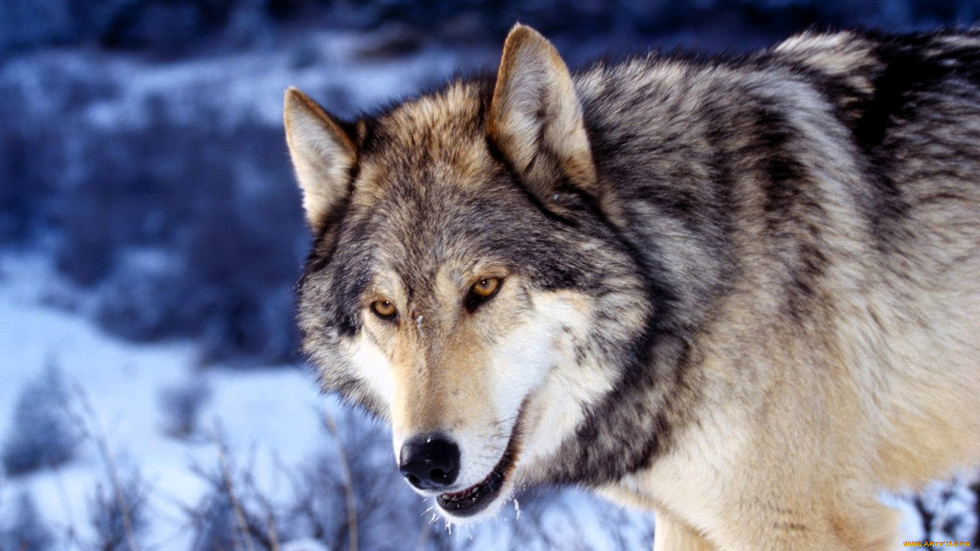 животные, волки, , койоты, , шакалы, волк, снег