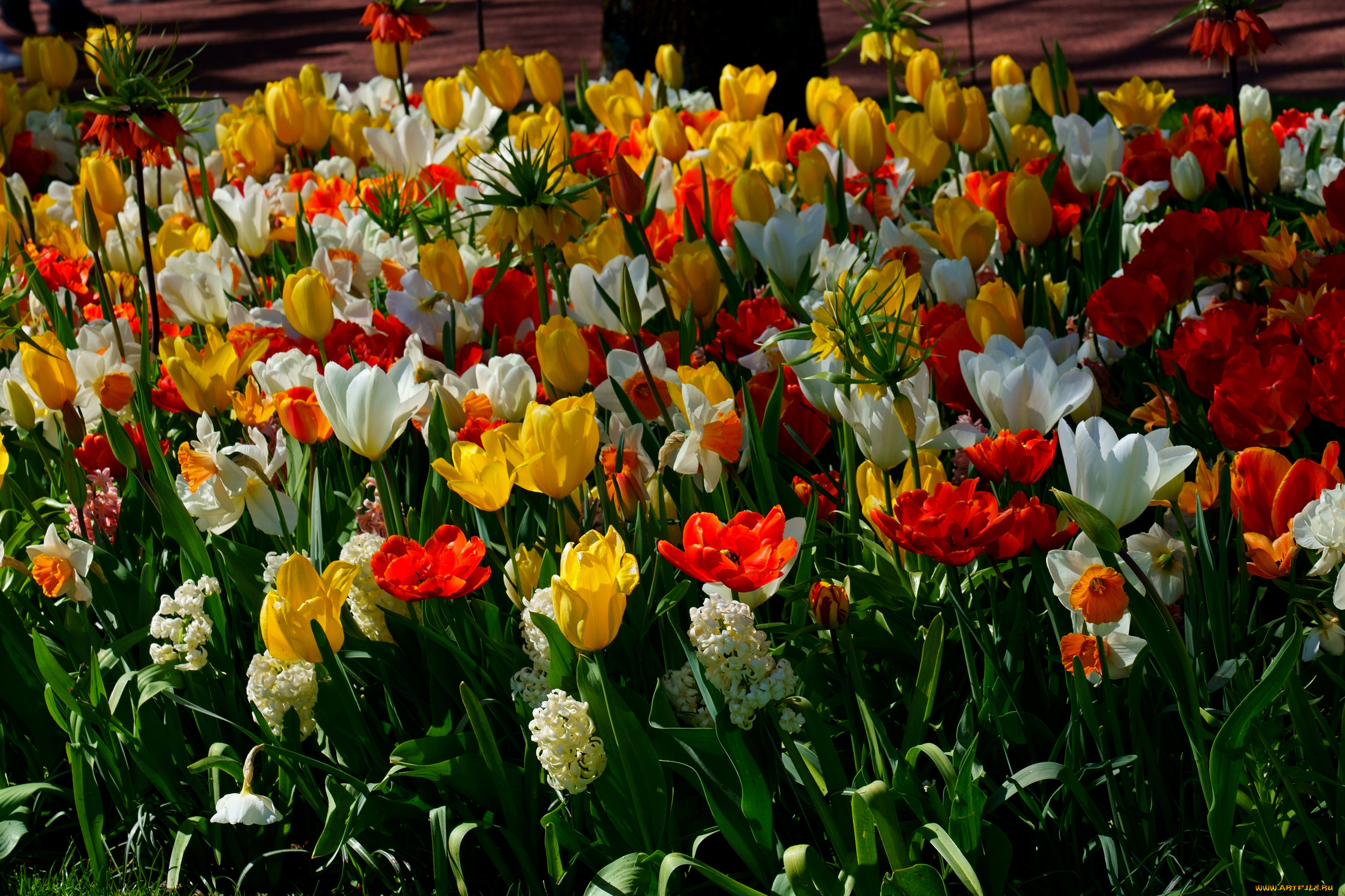 цветы, разные, вместе, тюльпаны