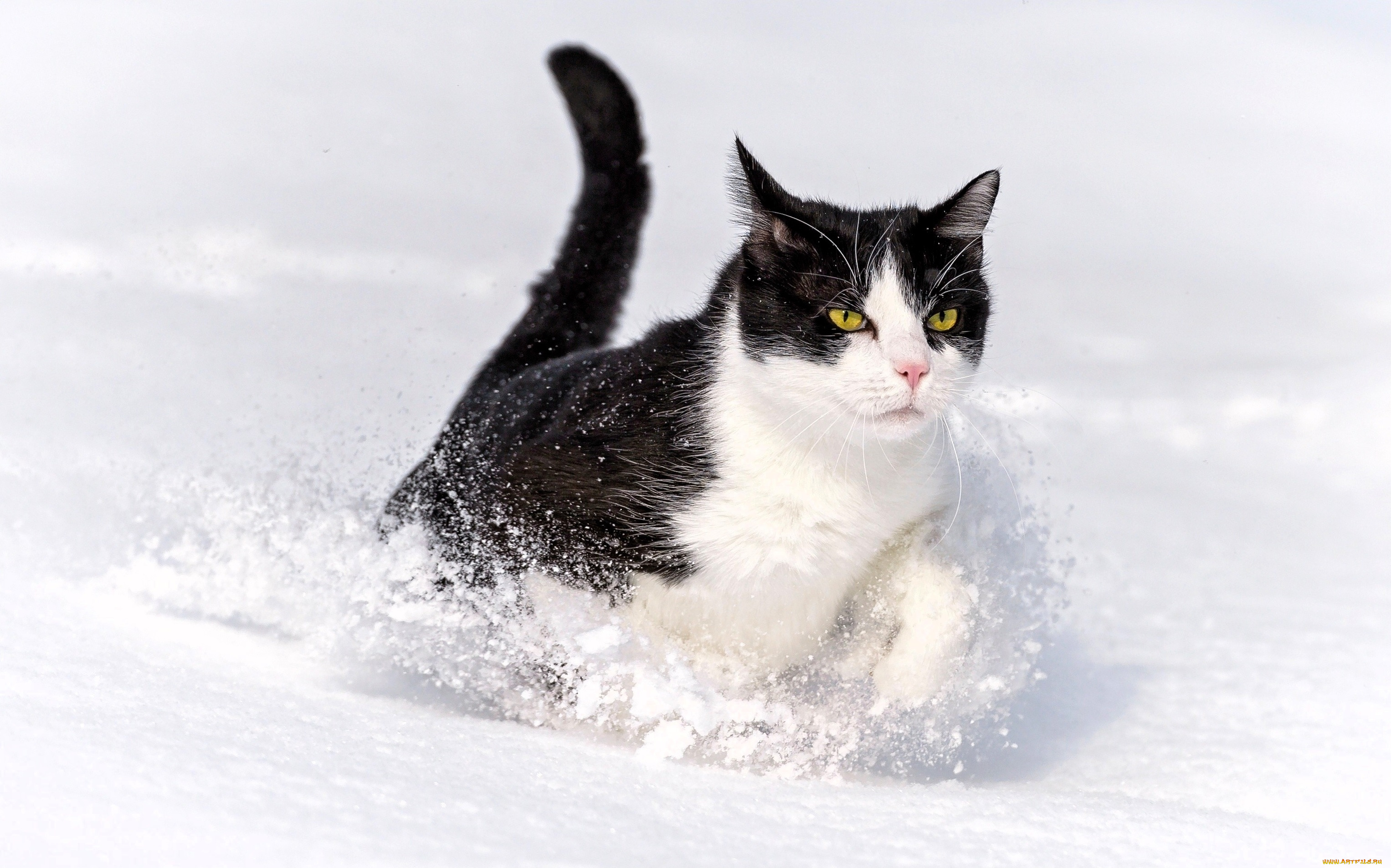 животные, коты, кот, снег