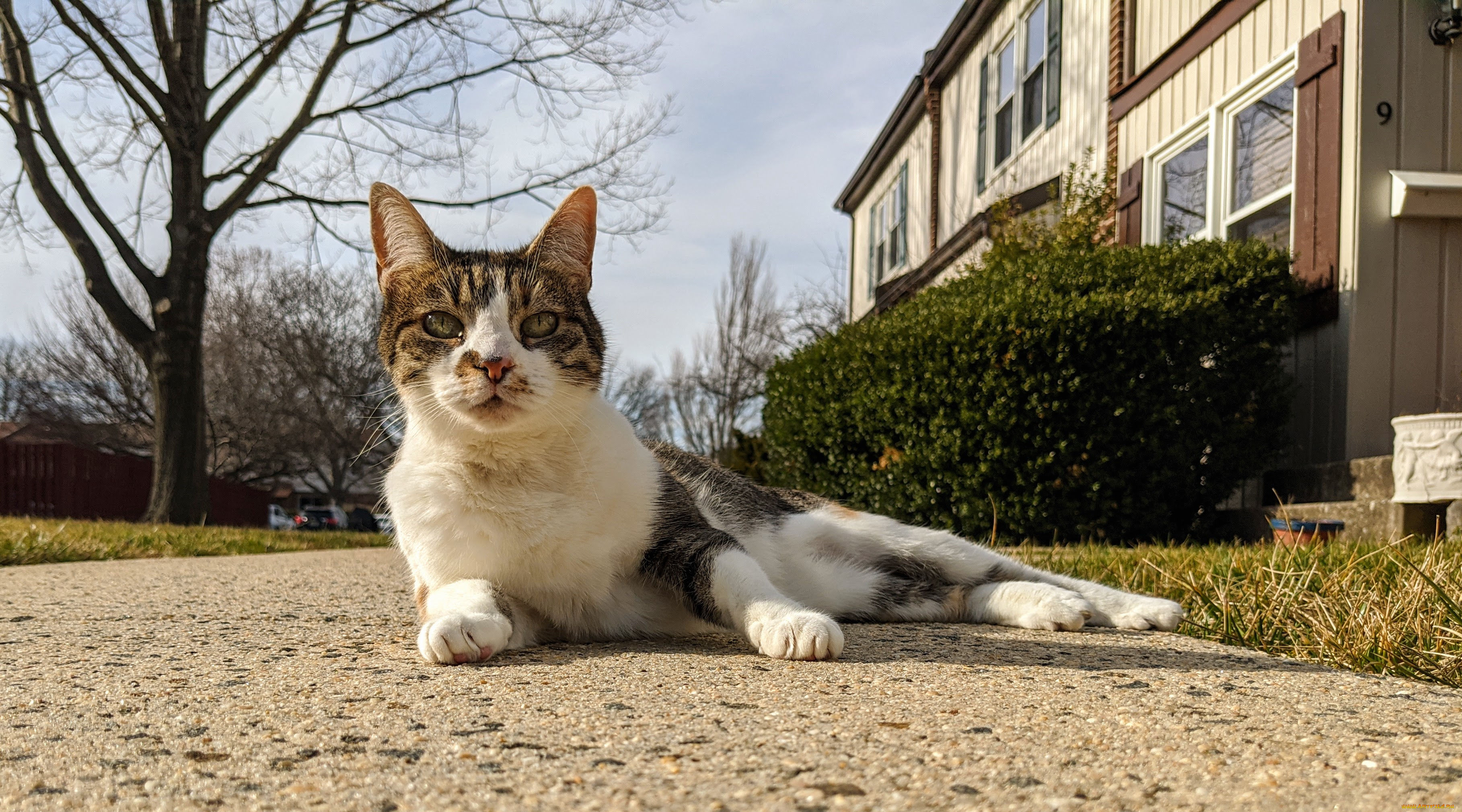 животные, коты, кот, кошка