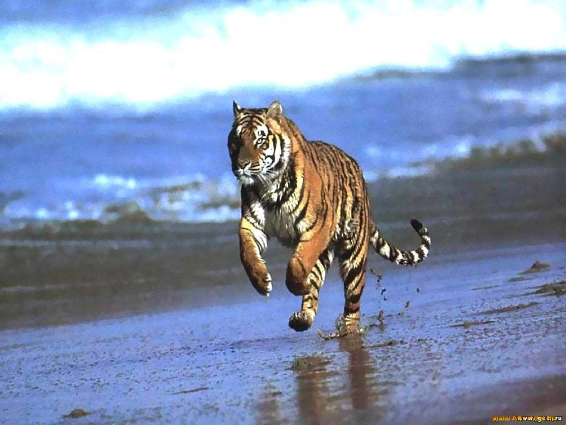 тигр, животные, тигры