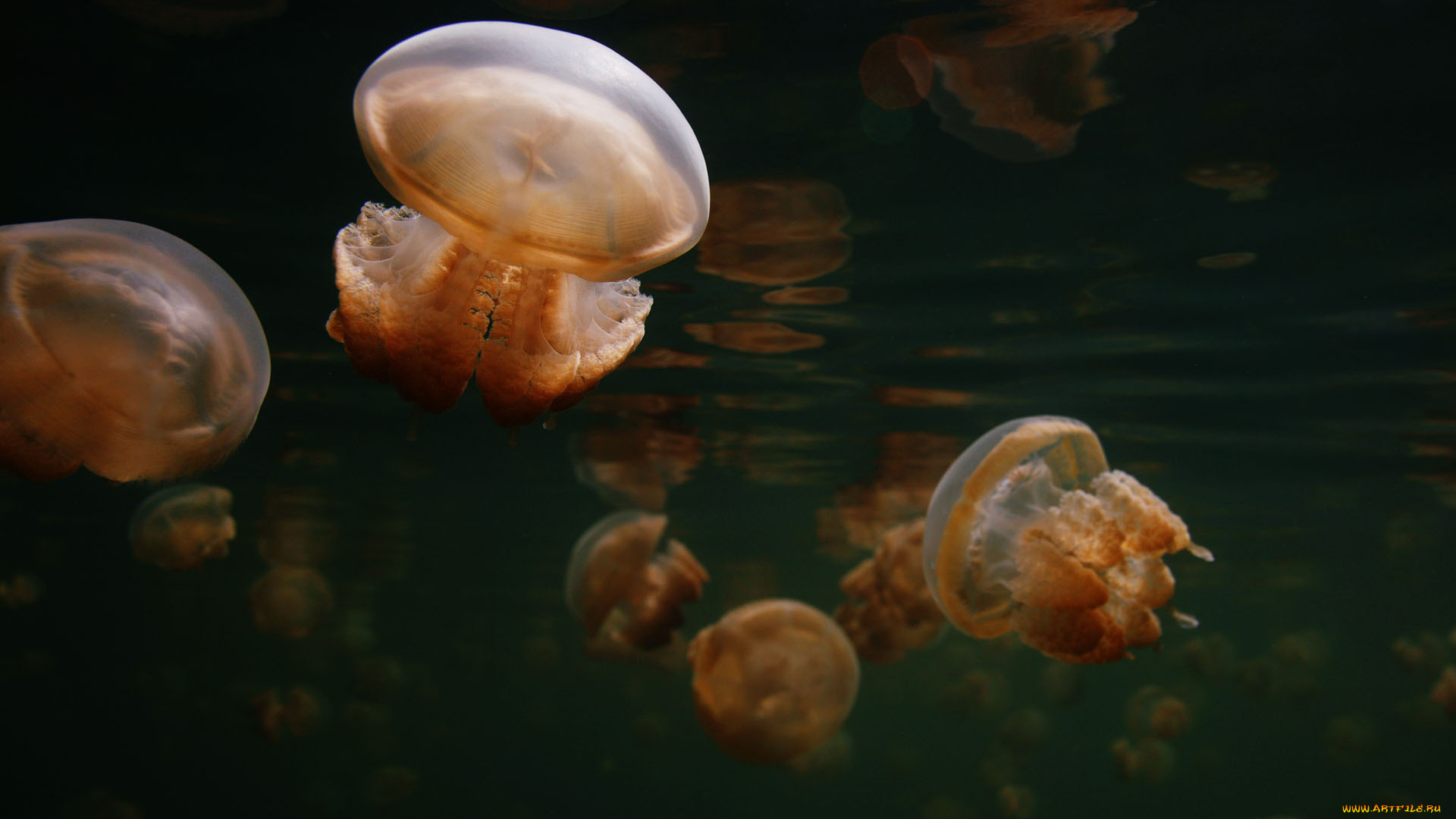 животные, медузы