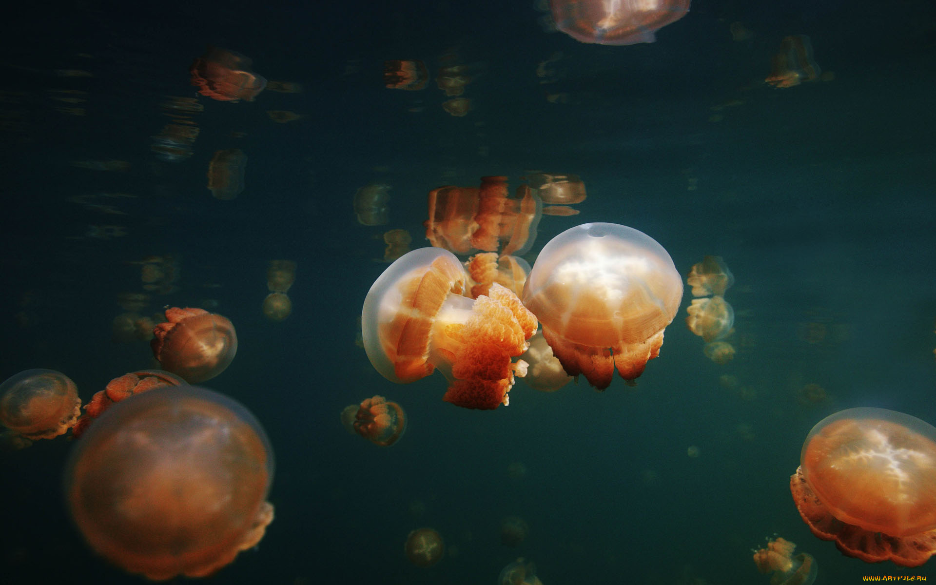 животные, медузы
