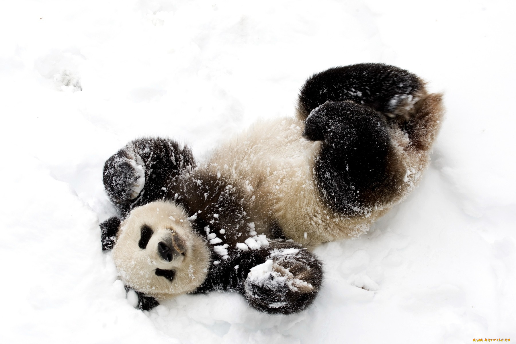 животные, панды, забавный, снег