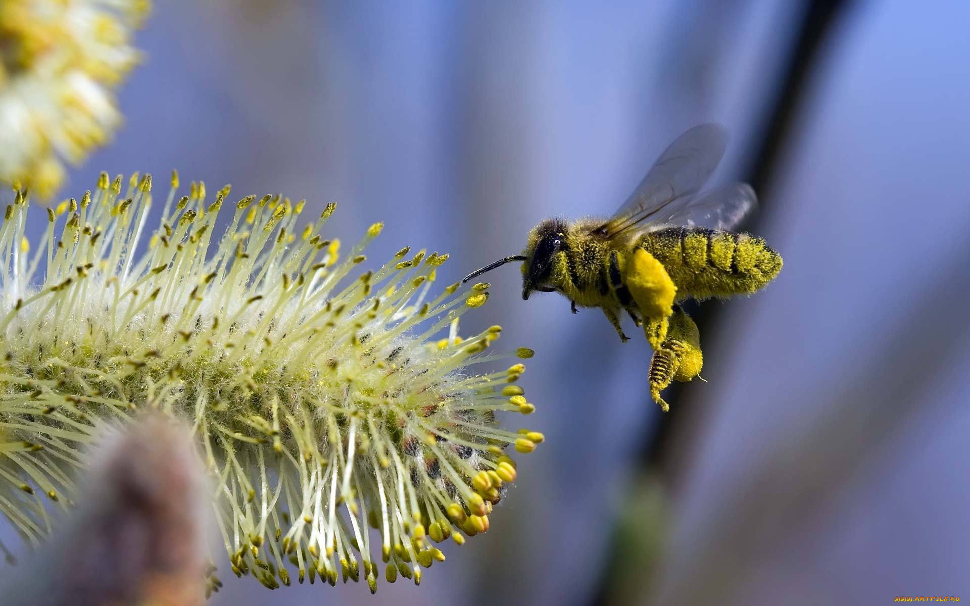 животные, пчелы, осы, шмели, весна, пчела, цветок