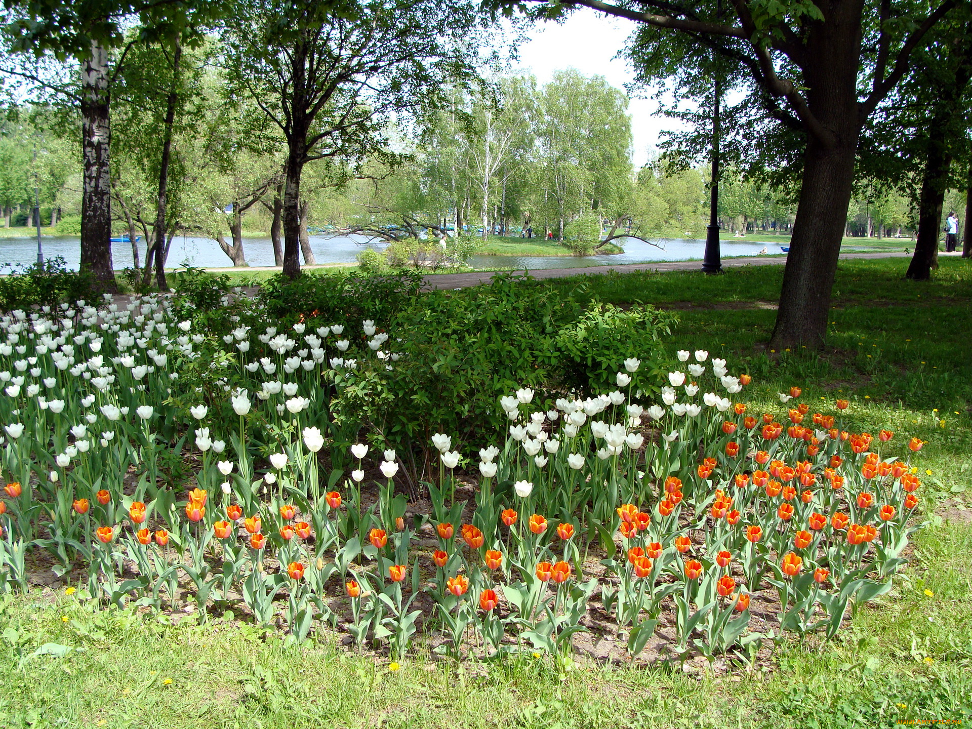 природа, парк, цветы, деревья, вода