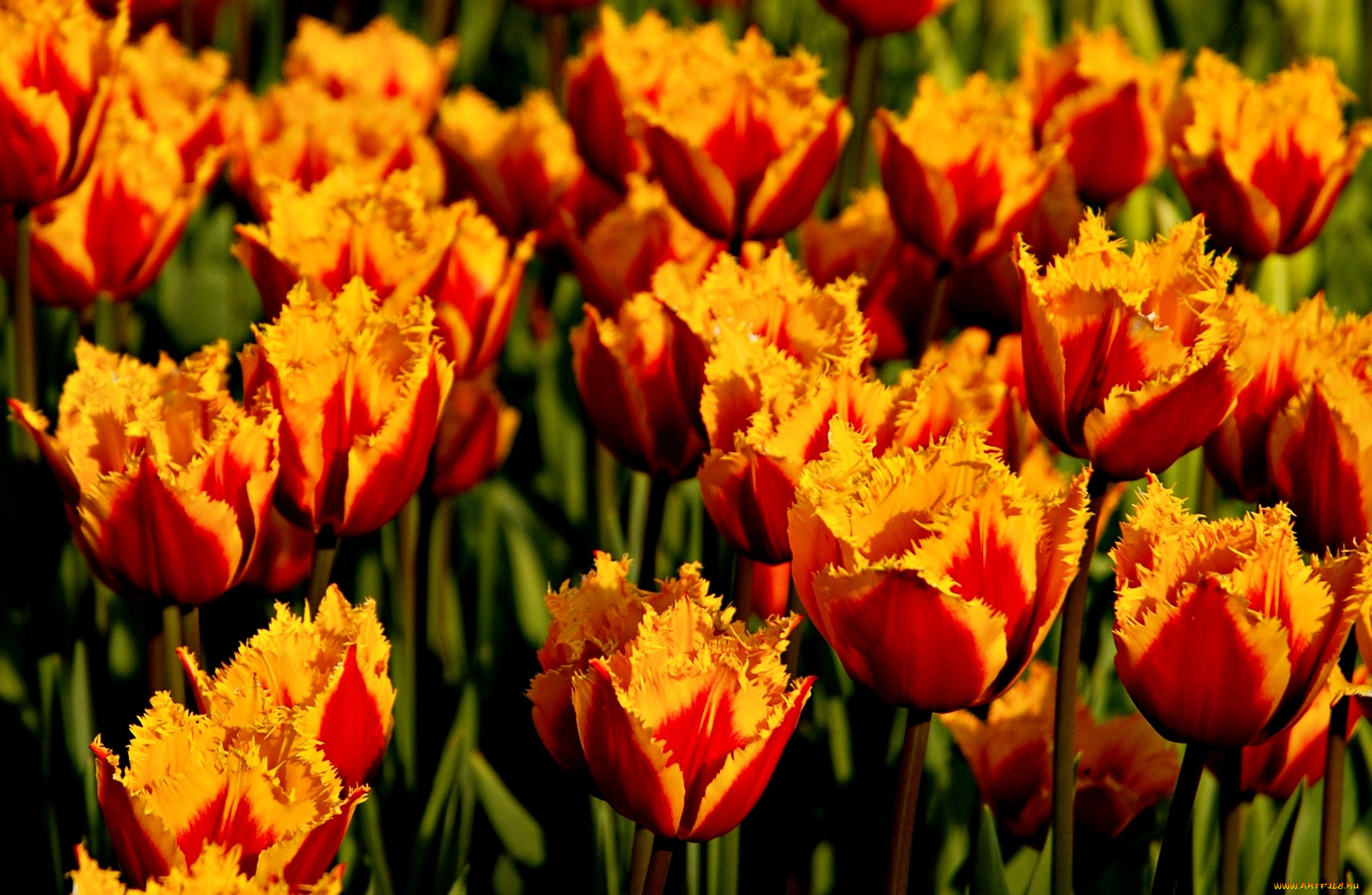 цветы, тюльпаны, много, оранжевый, бахрома