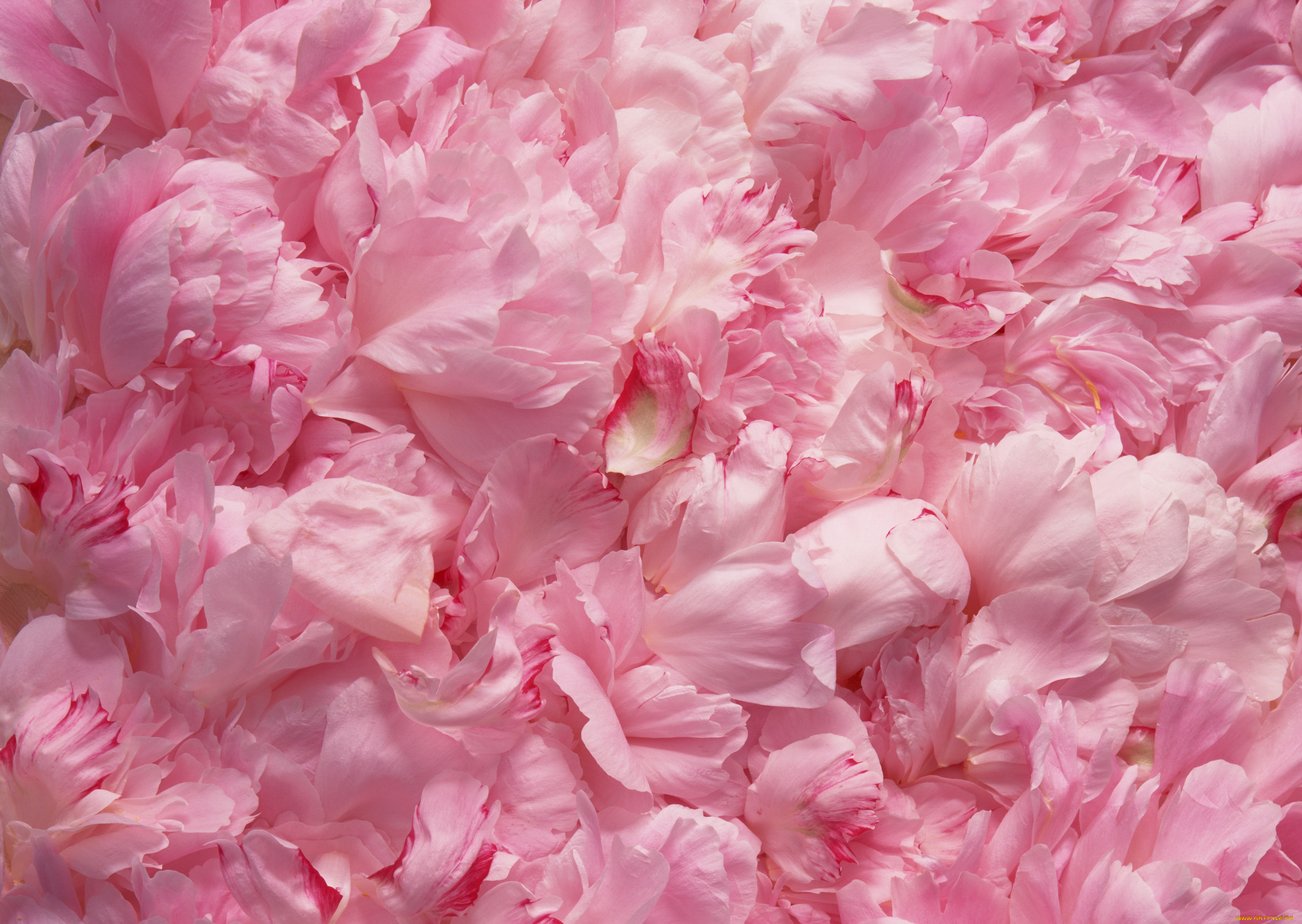 Фотографии розового цвета. Цветочный фон. Розовые пионы. Красивый розовый.