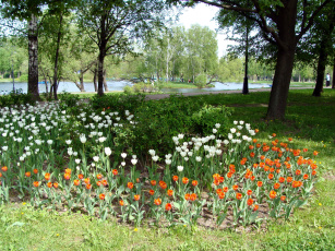 Картинка природа парк цветы деревья вода