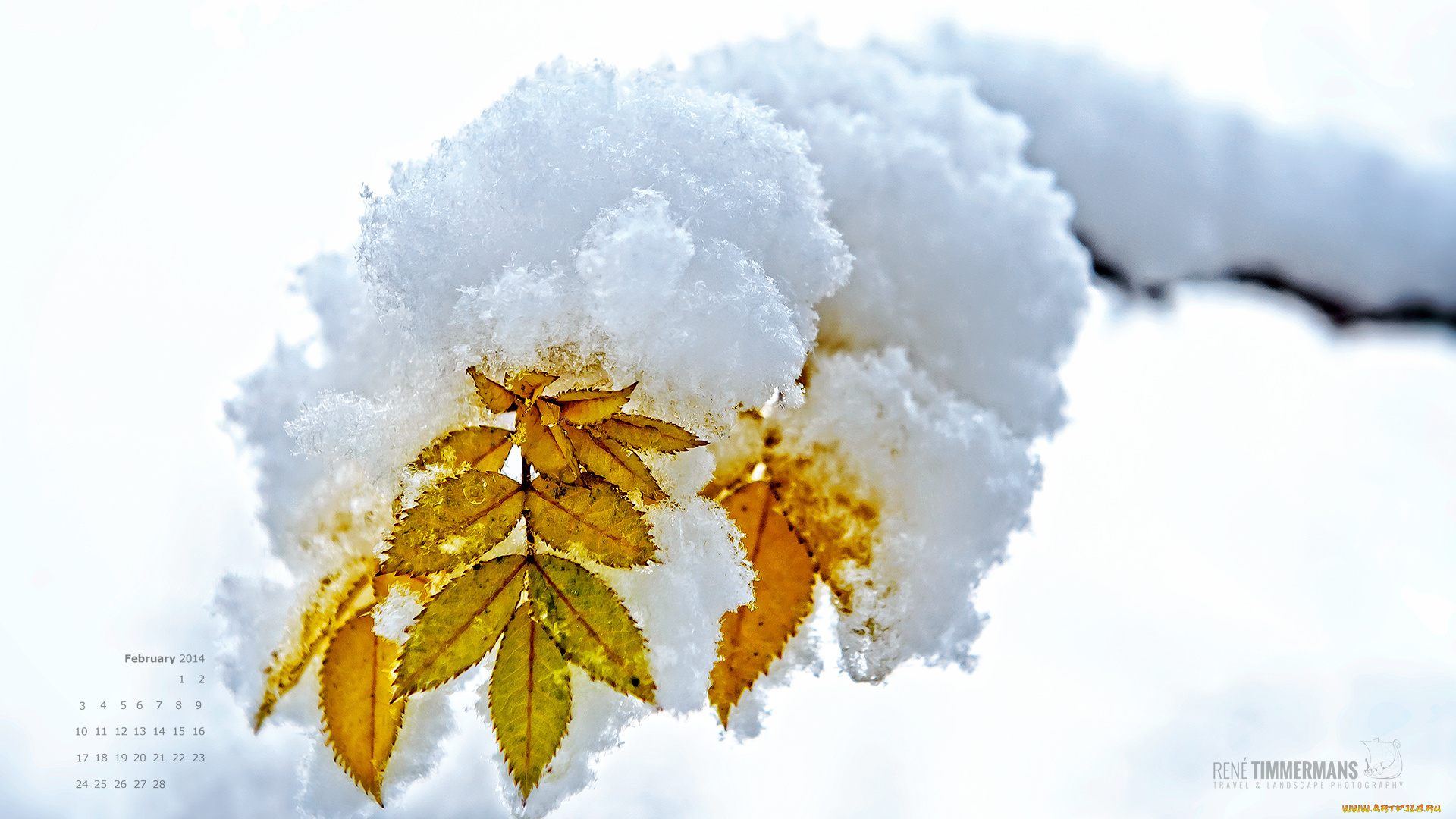 календари, природа, листья, снег