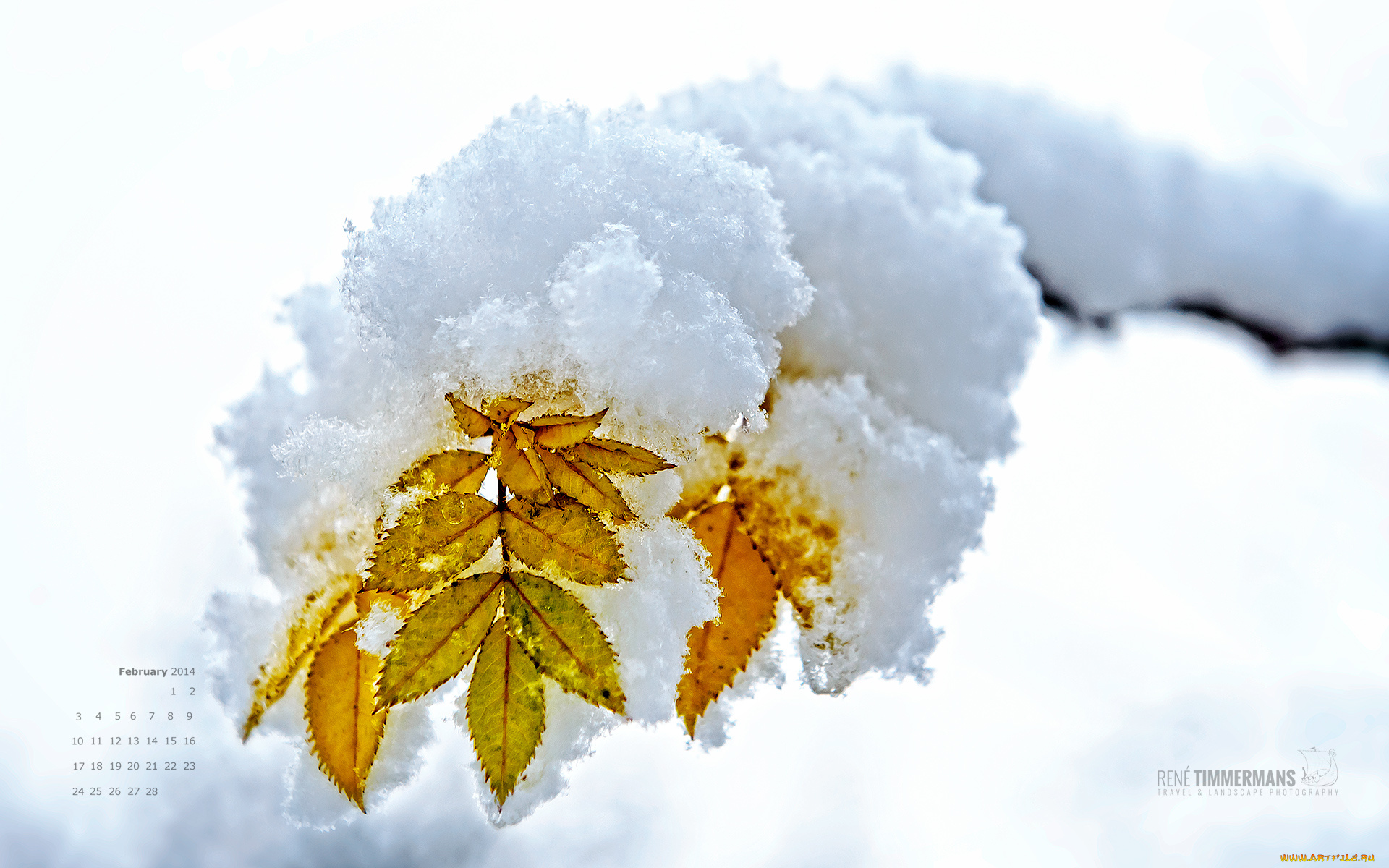 календари, природа, листья, снег