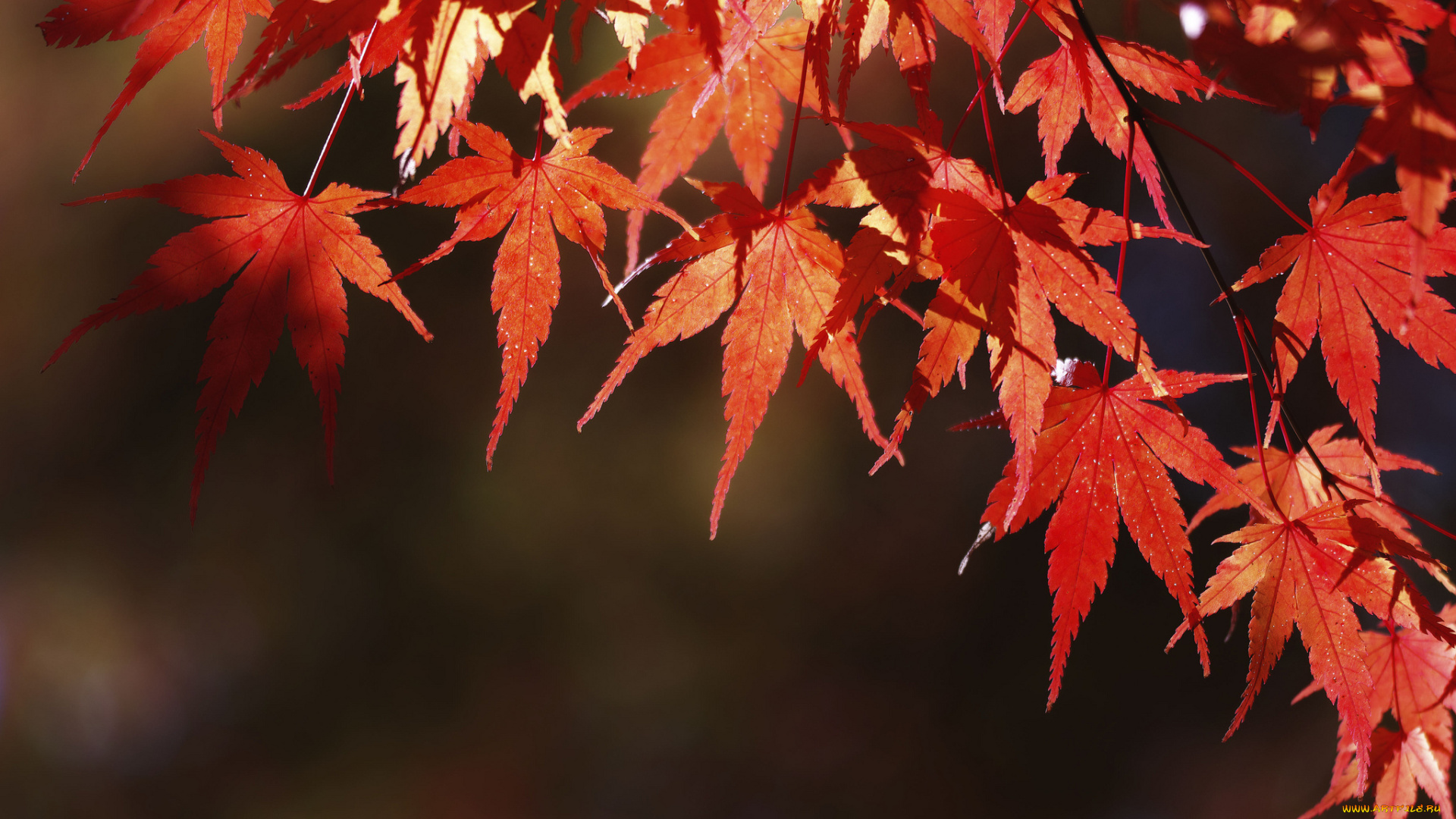 природа, листья, красные, дерево, осень, takaten
