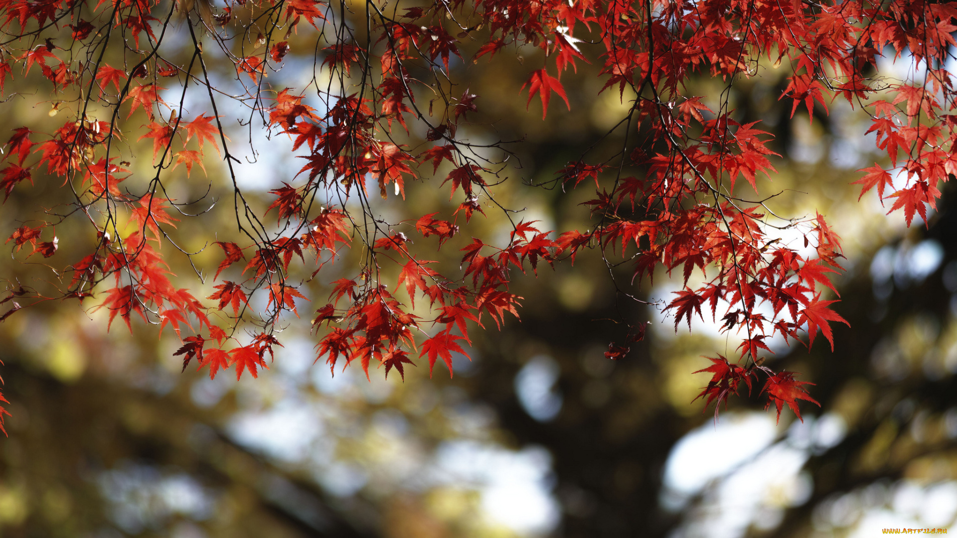 природа, листья, takaten, красные, осень, дерево