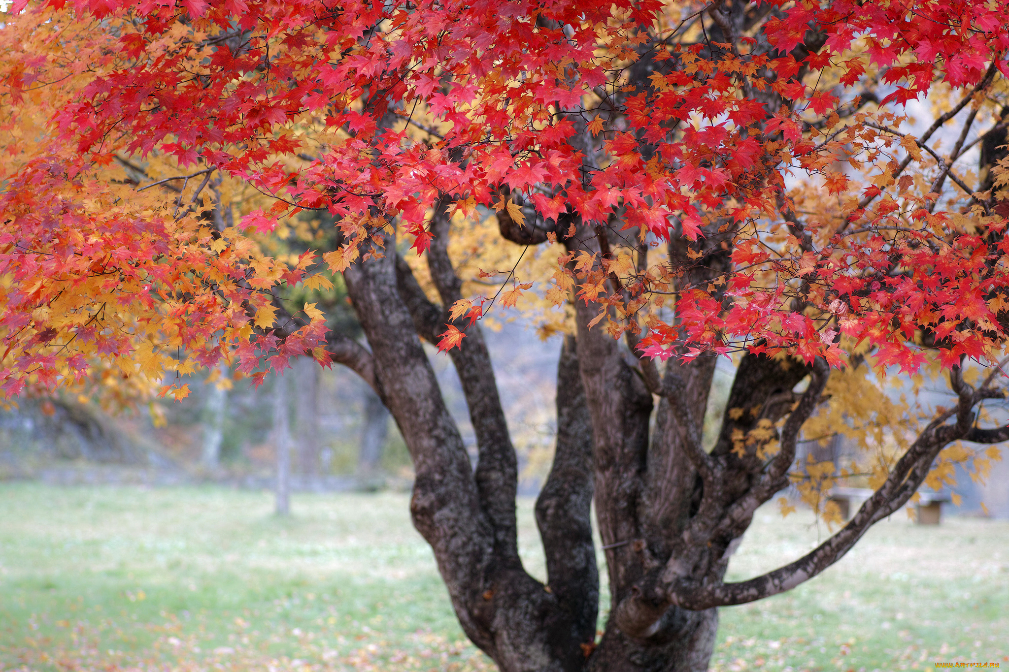 природа, деревья, красные, листья, осень, дерево, takaten