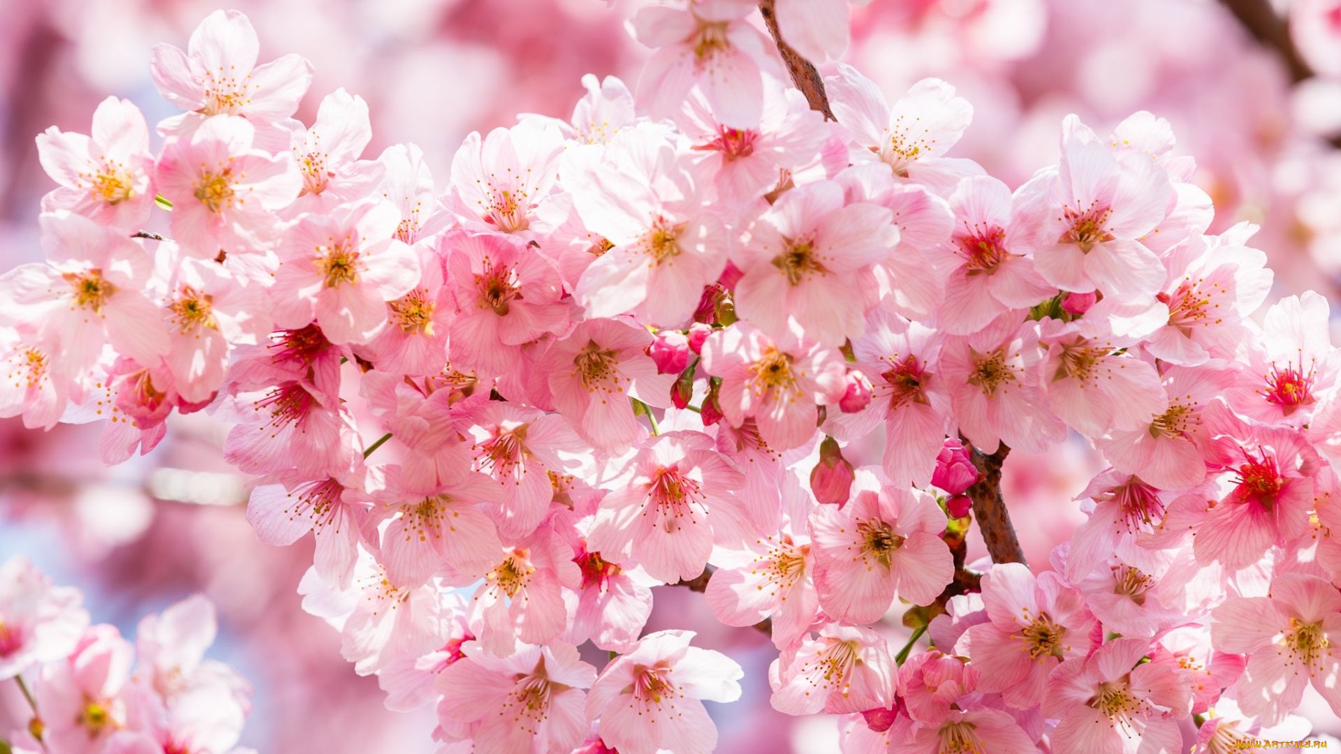 цветы, сакура, , вишня, вишня, ветки, розовый, весна
