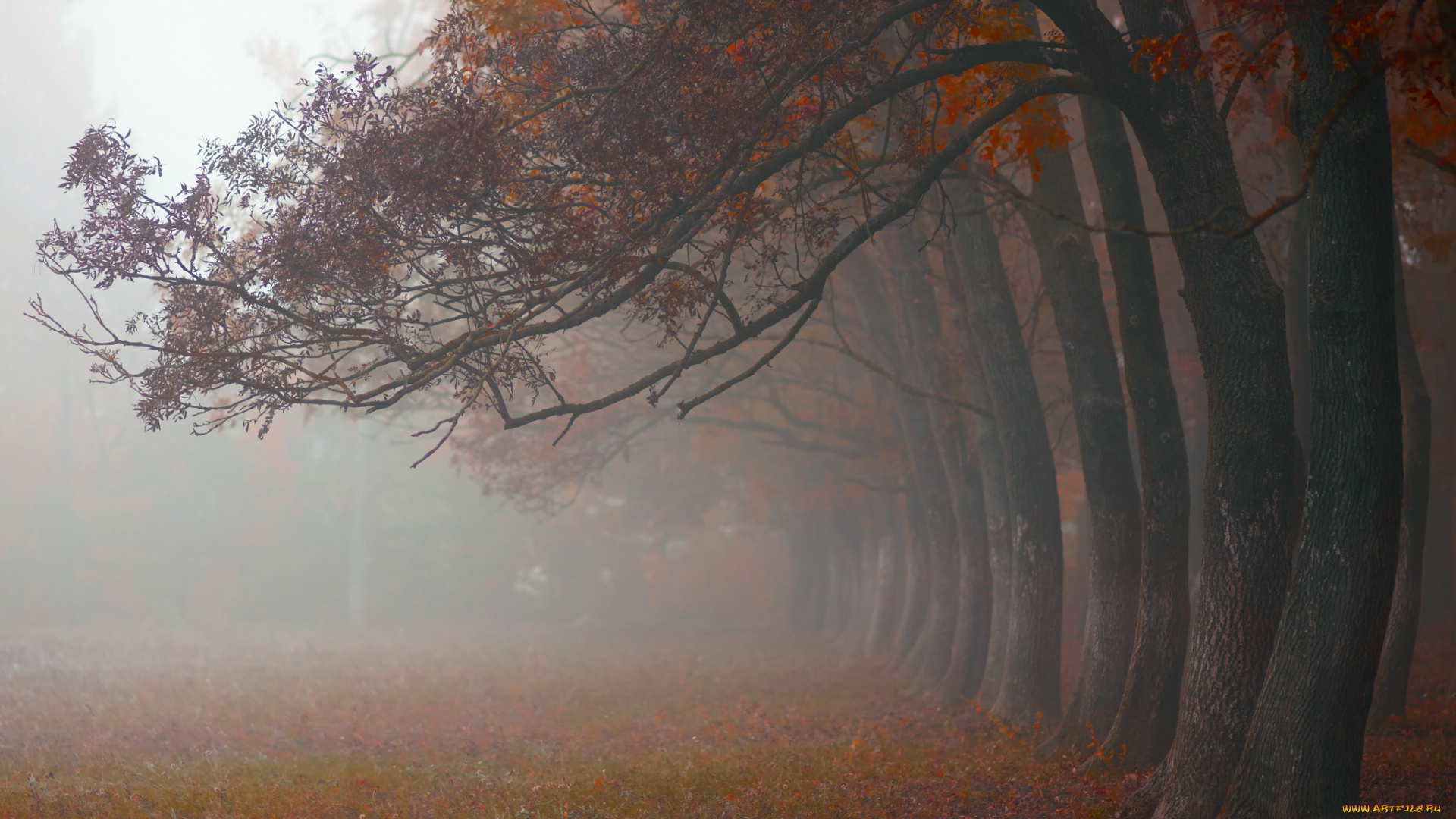 природа, деревья, утро, октябрь, туман, осень
