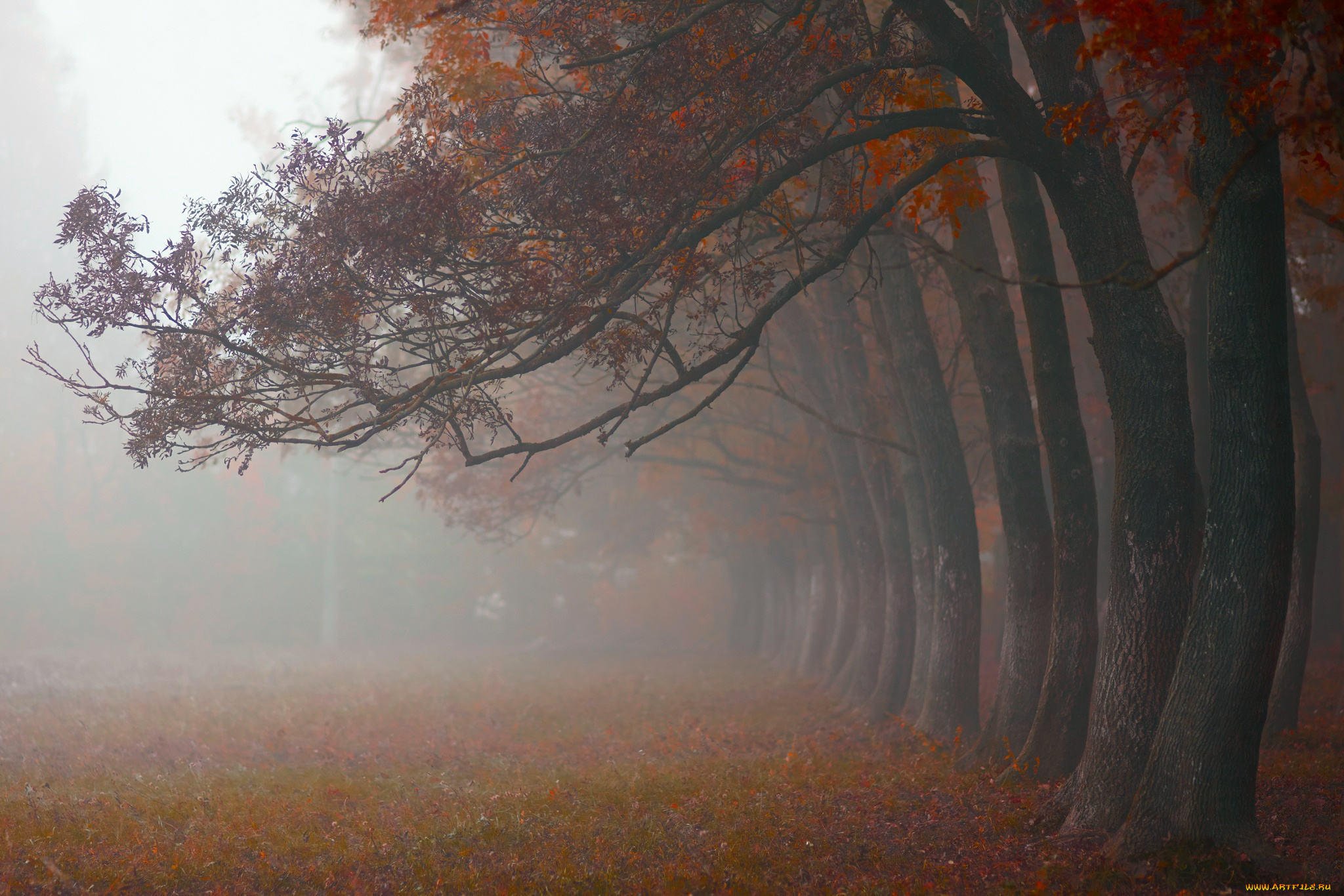 природа, деревья, утро, октябрь, туман, осень
