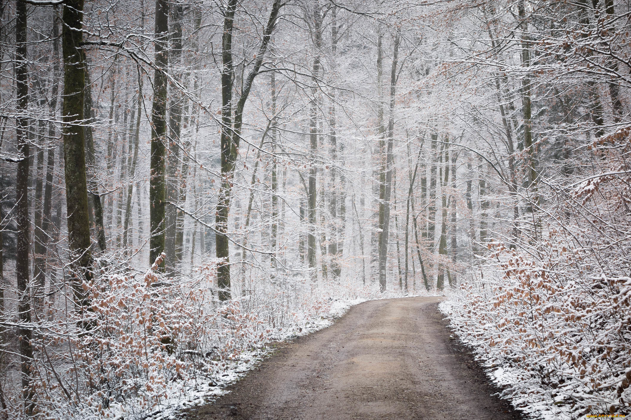 природа, дороги, снег, осень, дорога, лес