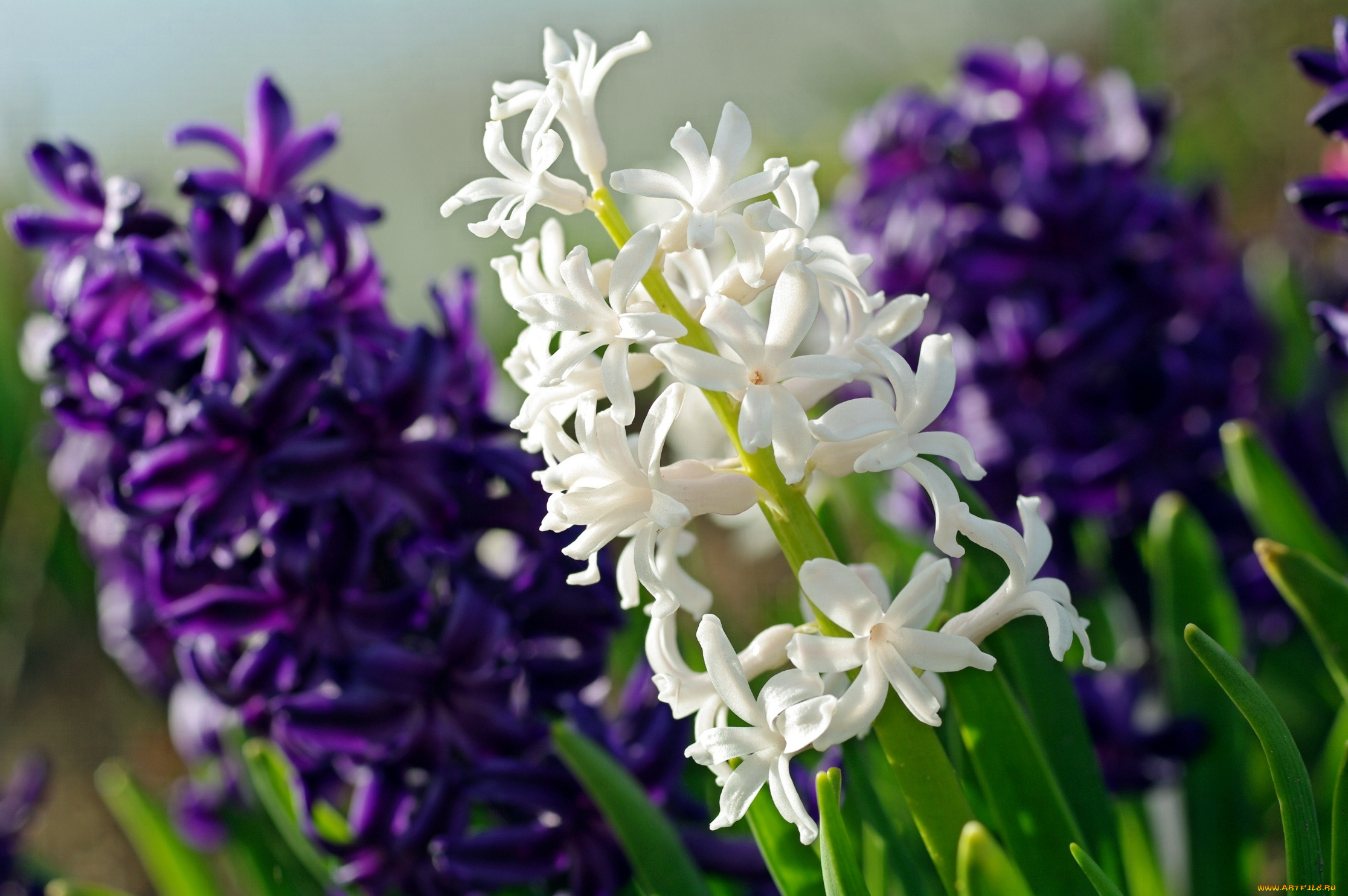 цветы, гиацинты, макро, гиацинт, белый, фиолетовый
