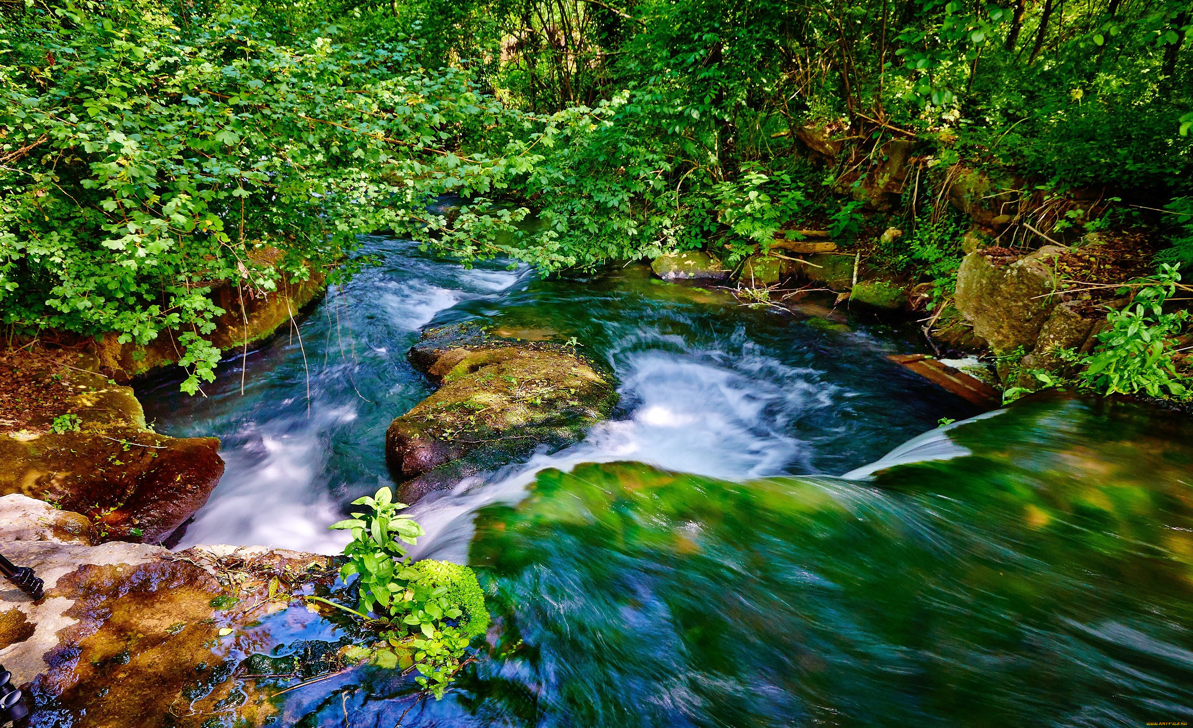 лес речка камни лето зелень скачать