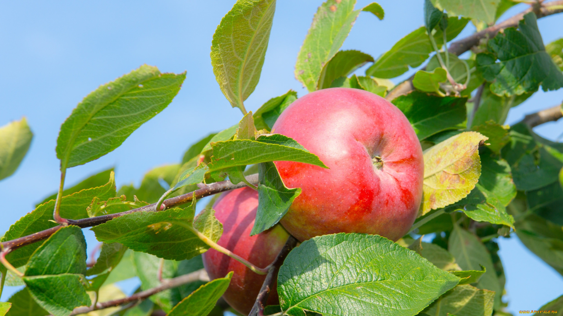 природа, плоды, яблочко