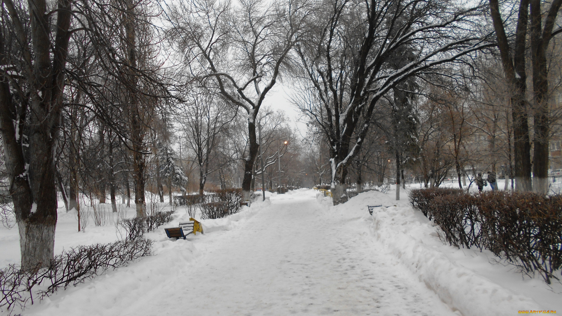 природа, зима, улица, город