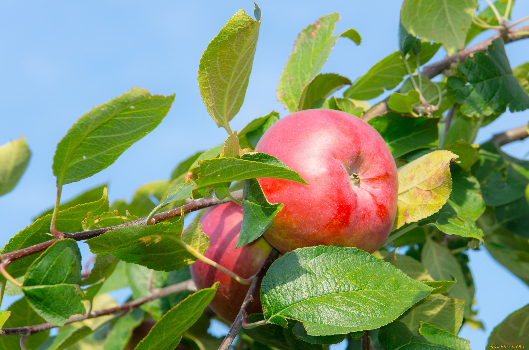 природа, плоды, яблочко