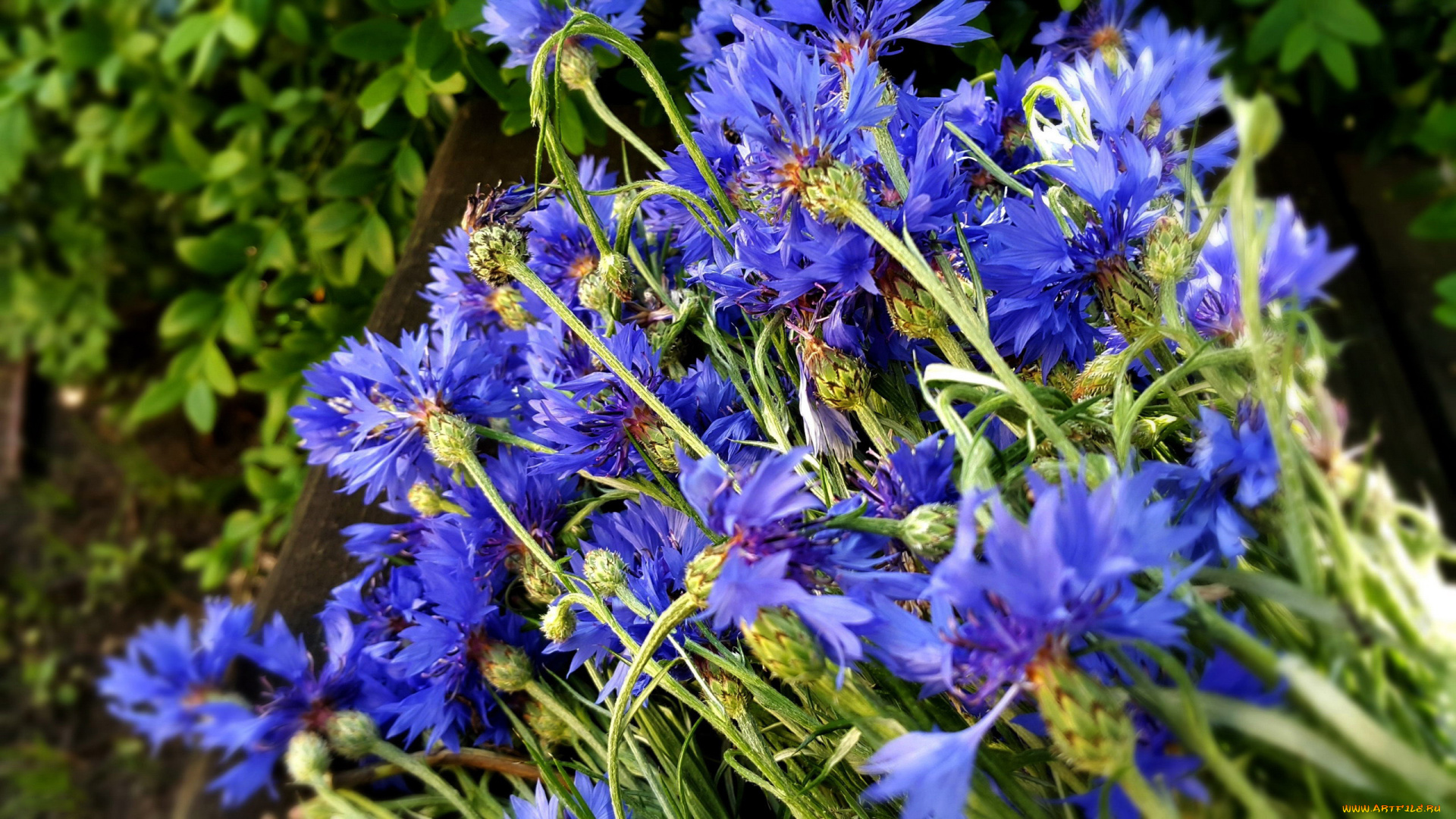 цветы, васильки, синие