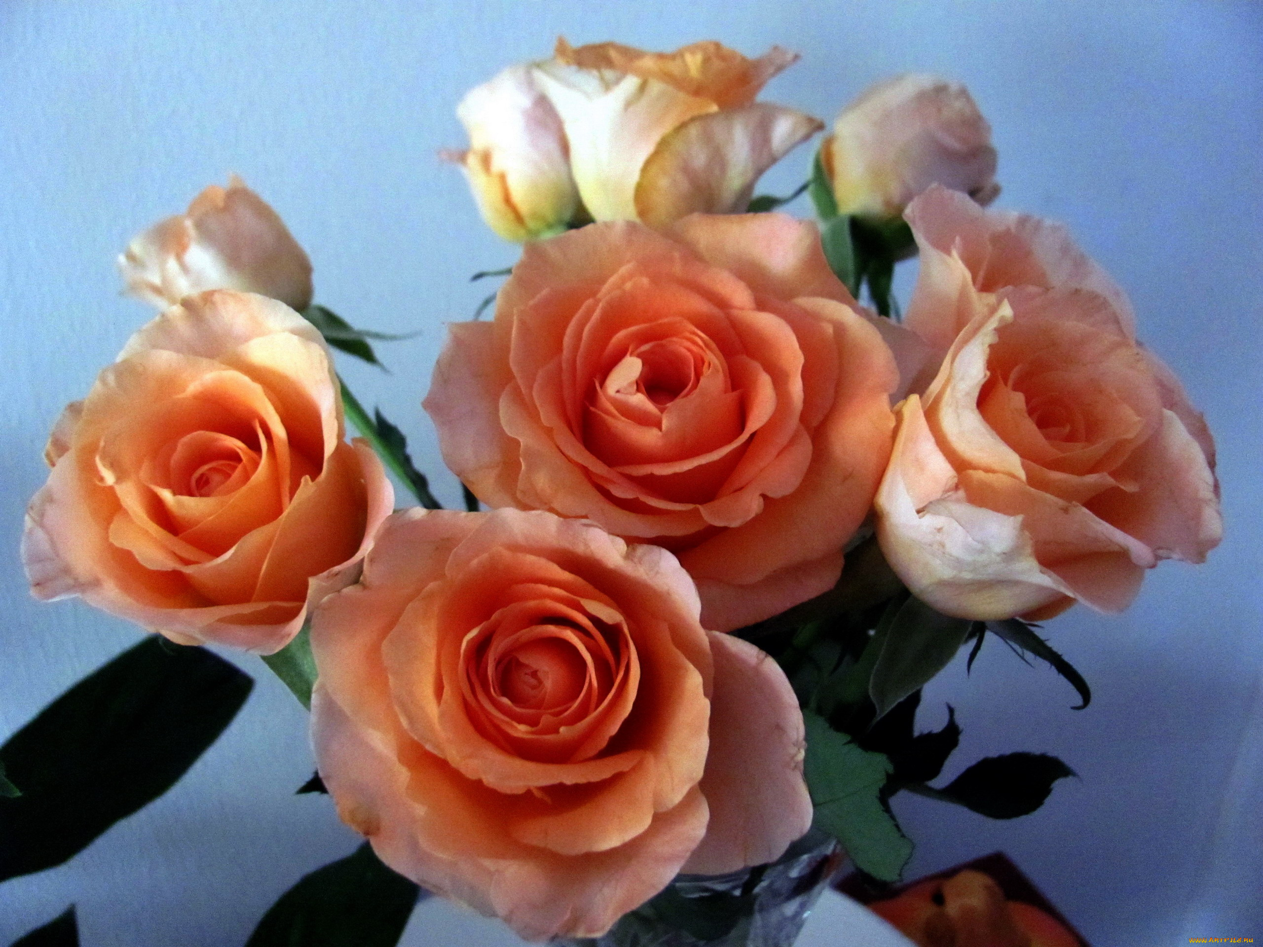 цветы, розы, чайные, букет
