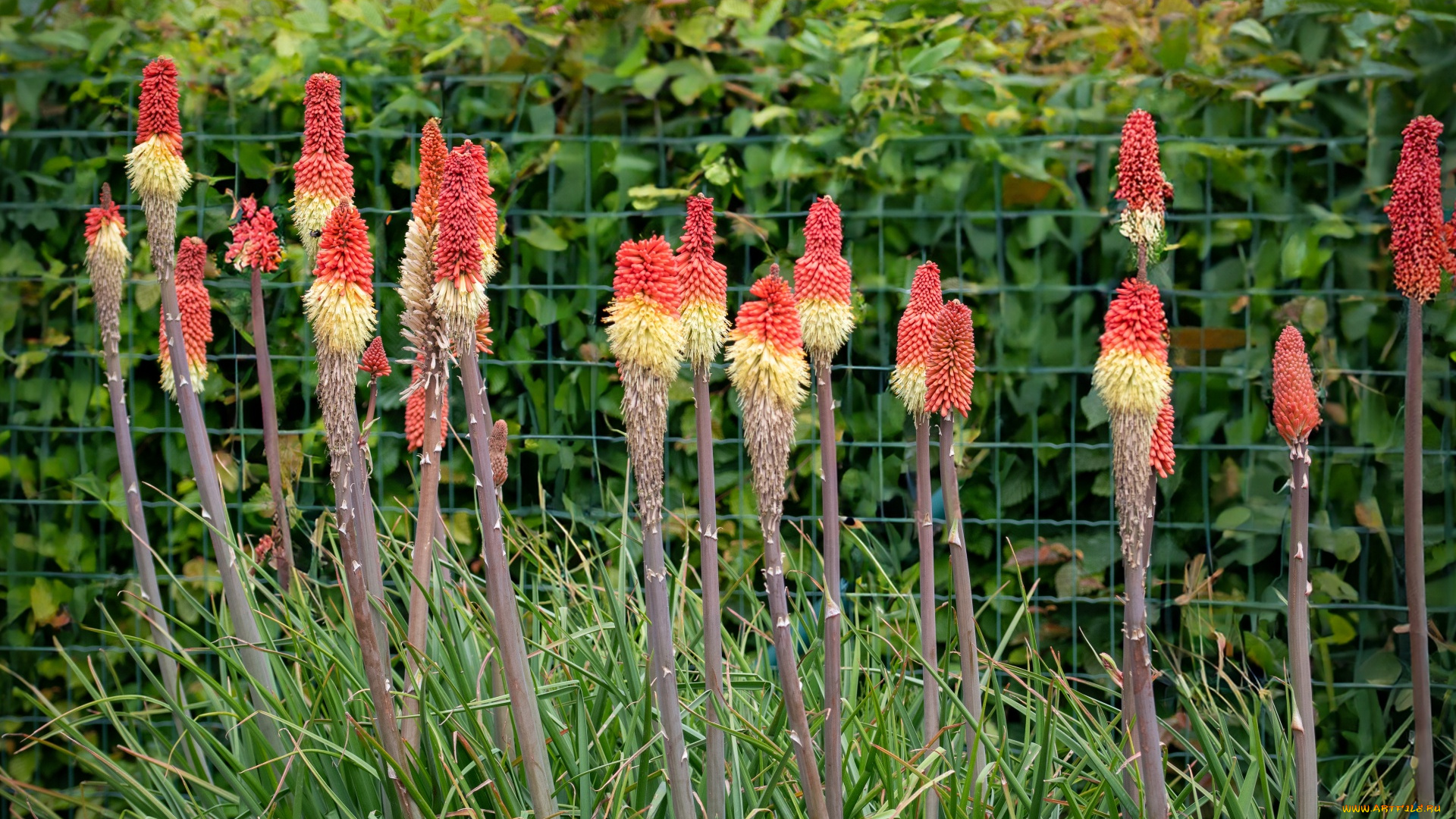 kniphofia, uvaria, цветы, kniphofia, uvaria