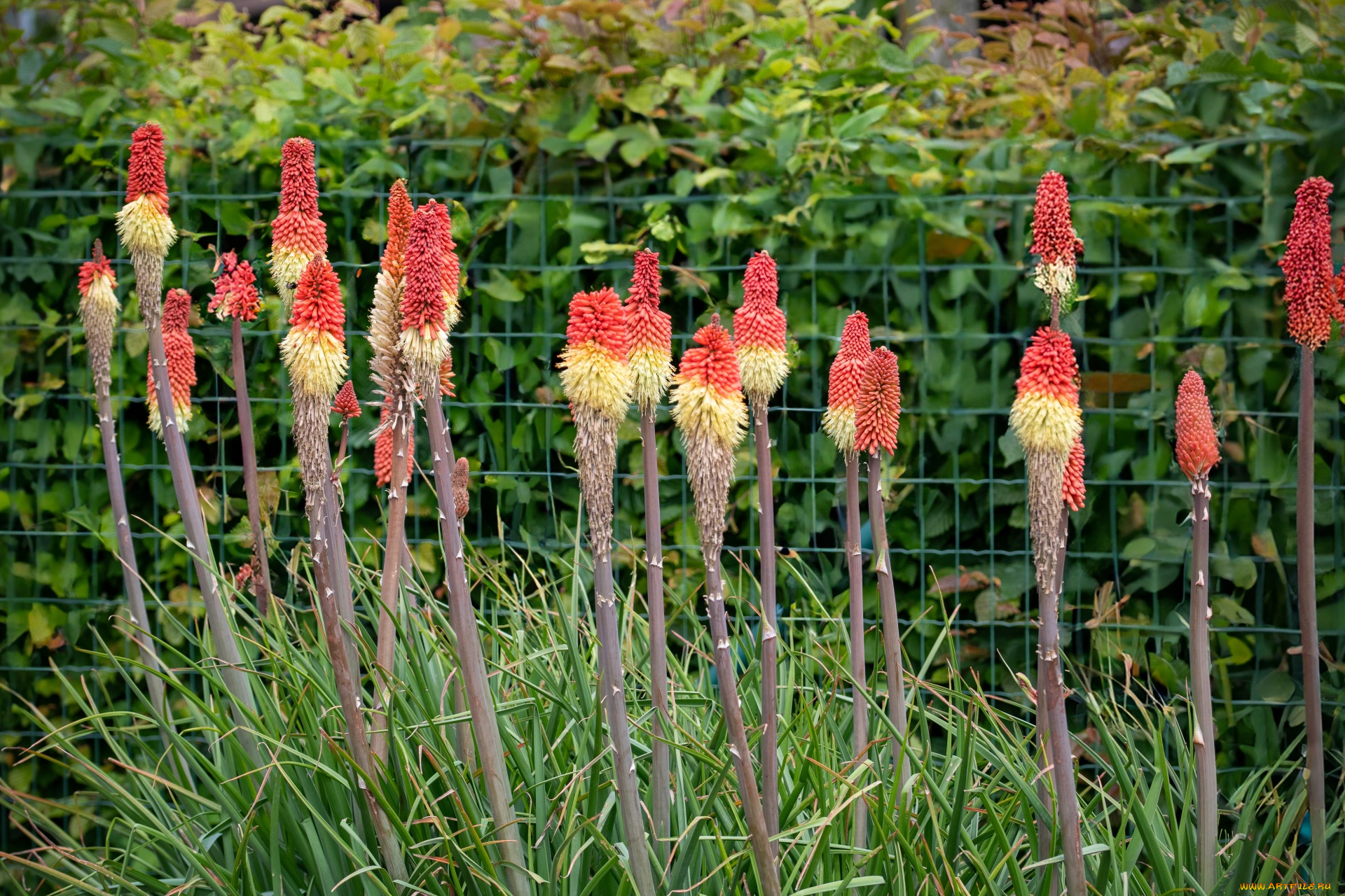 kniphofia, uvaria, цветы, kniphofia, uvaria