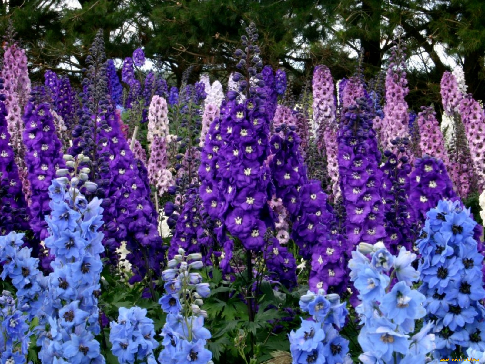 цветы, дельфиниум, синий, сиреневый, фиолетовый