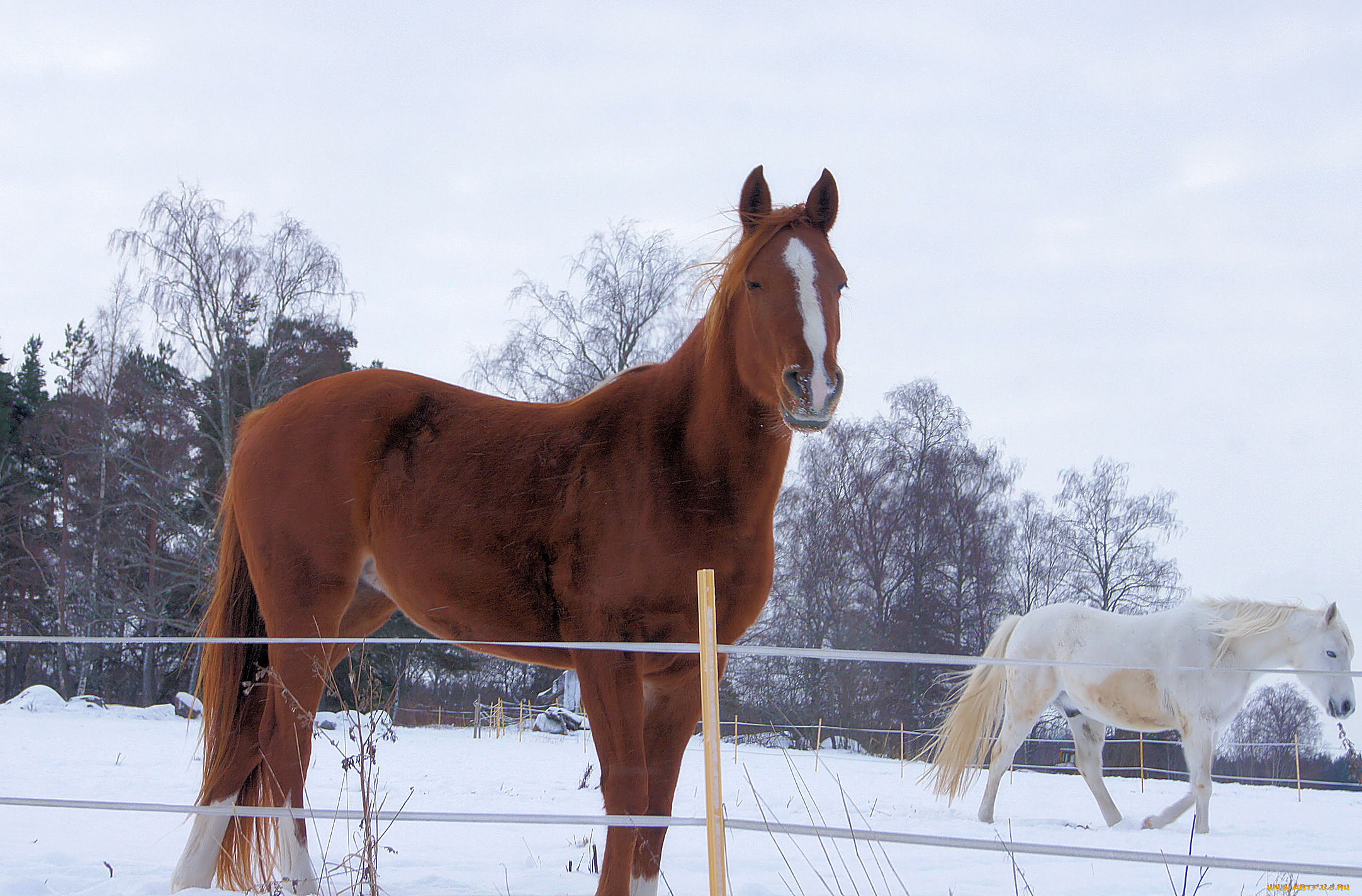 животные, лошади, забор, снег