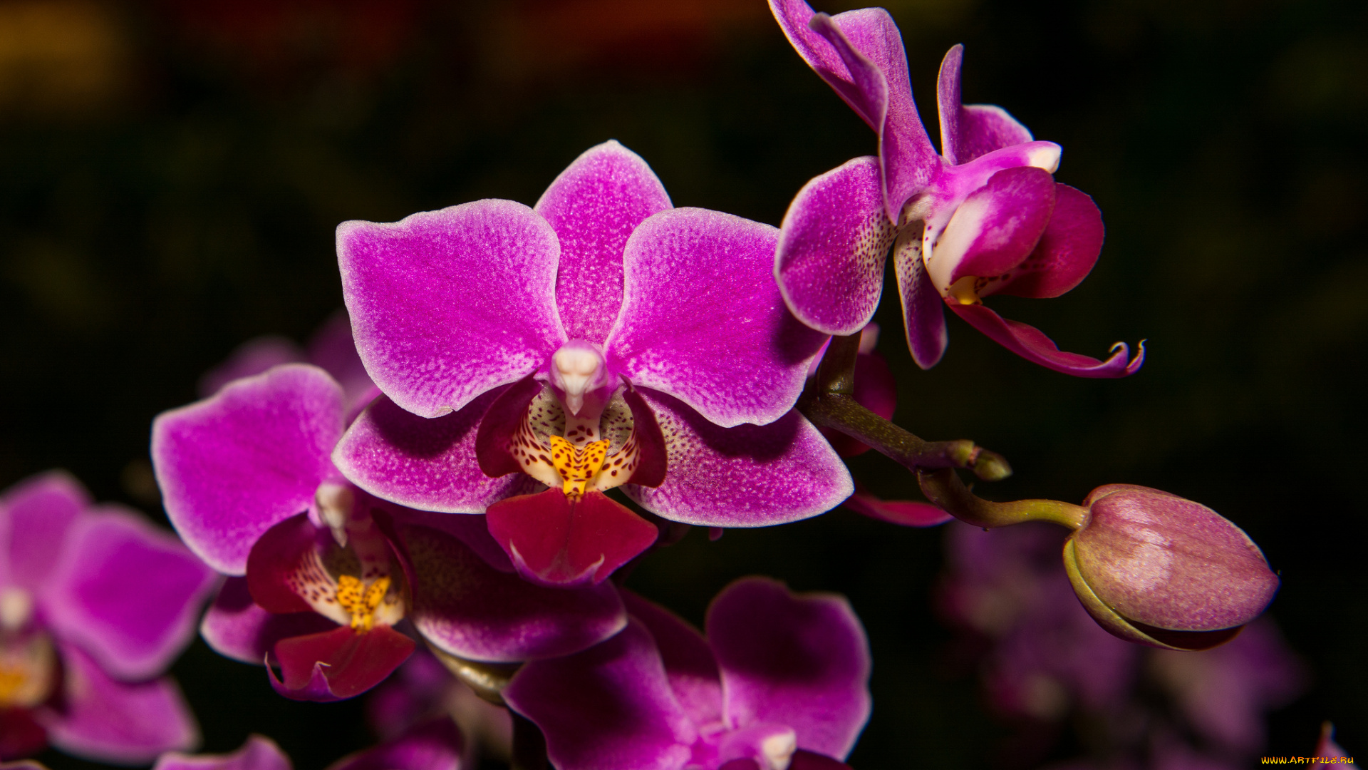 цветы, орхидеи, орхидея, фиолетовая