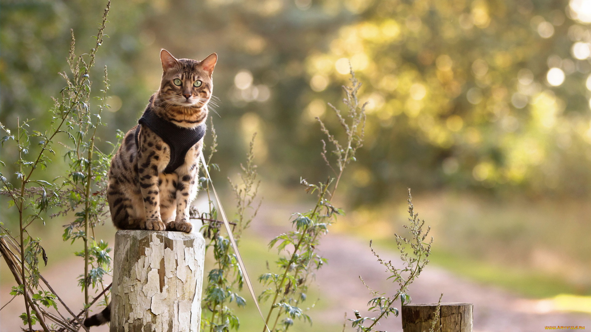 животные, коты, природа, кошка, взгляд