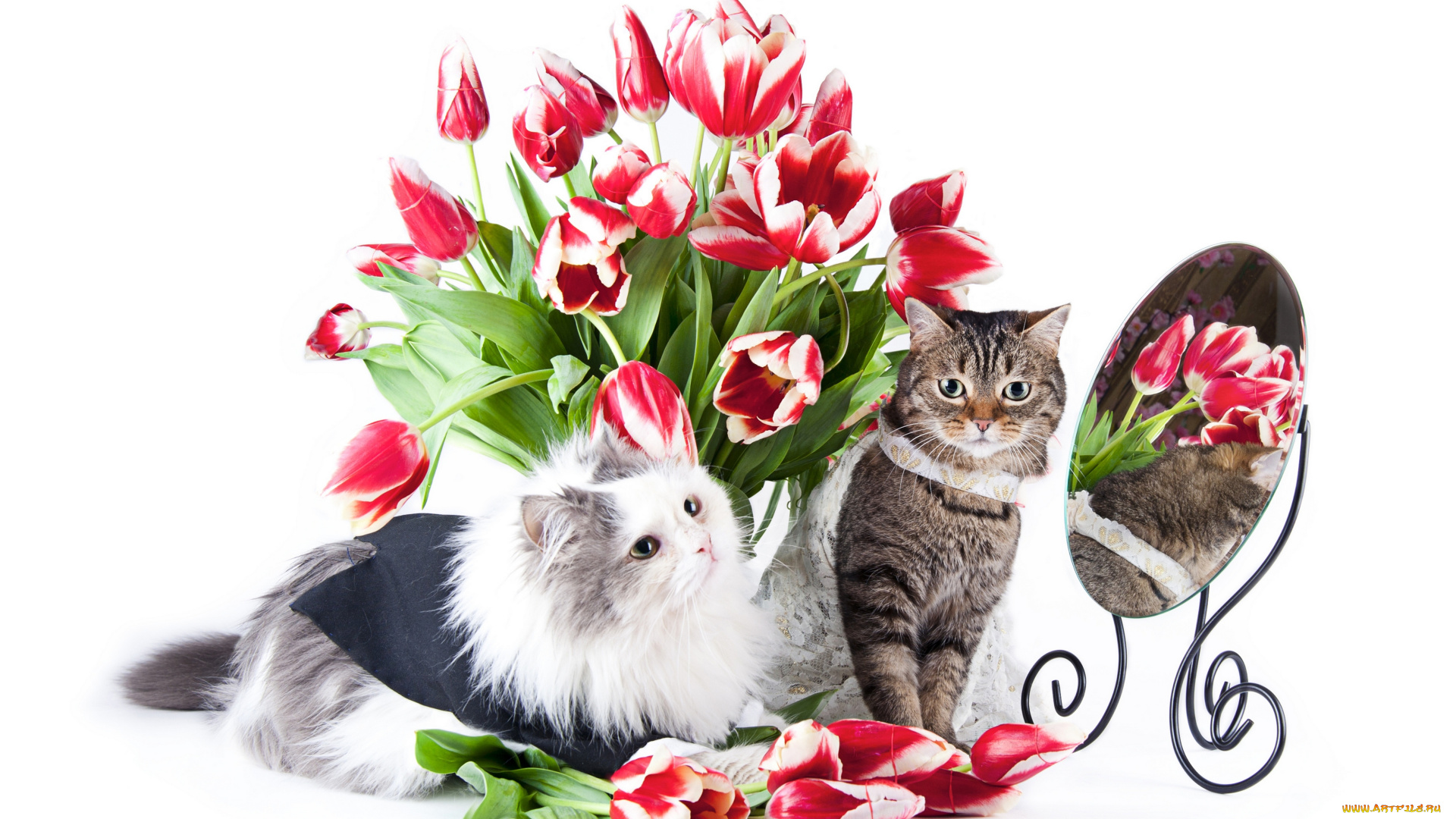 животные, коты, зеркало, тюльпаны, цветы, кошка, кот