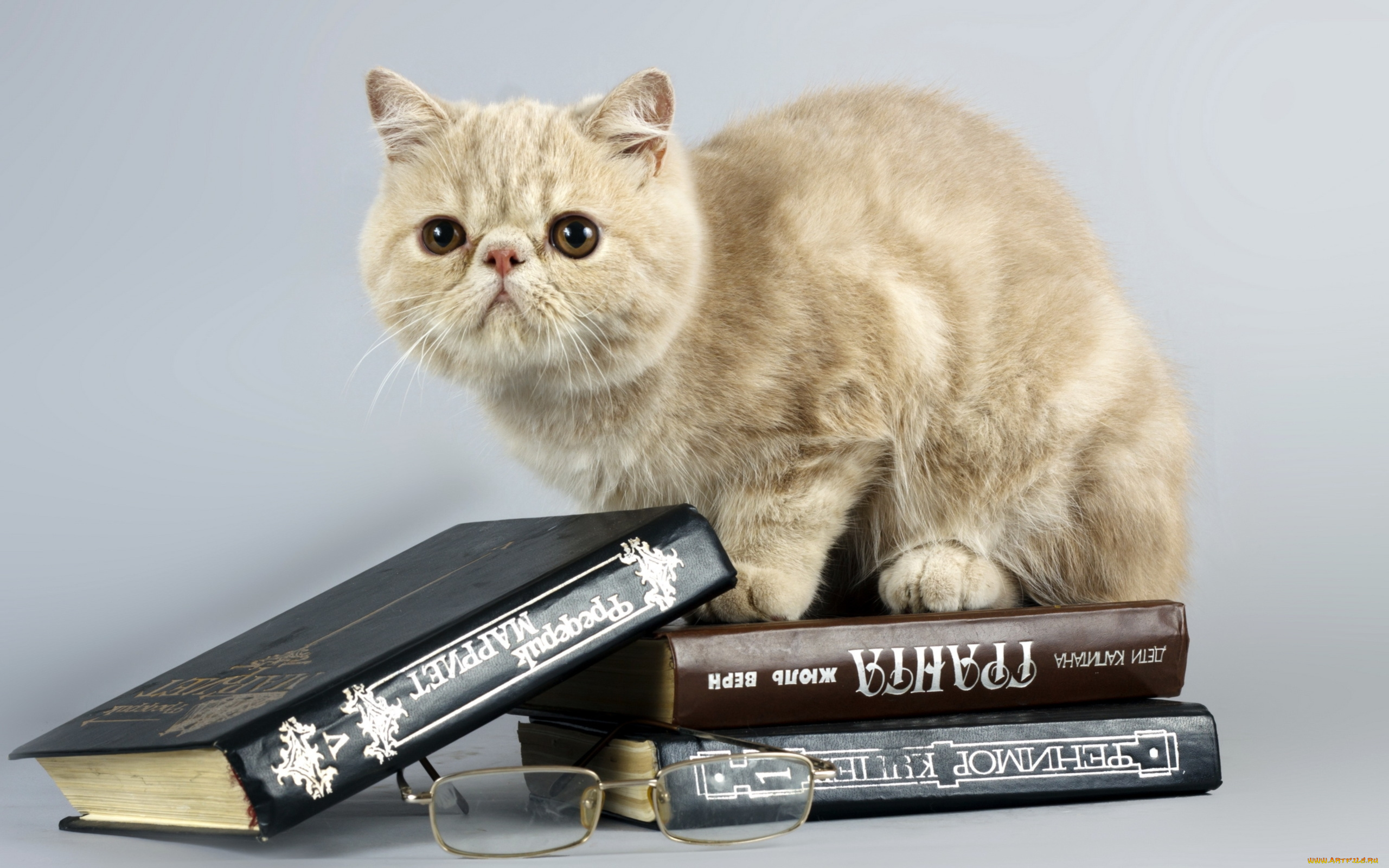 животные, коты, очки, книги, кошка