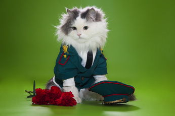 Картинка животные коты фуражка гвоздики цветы униформа пушистый кот