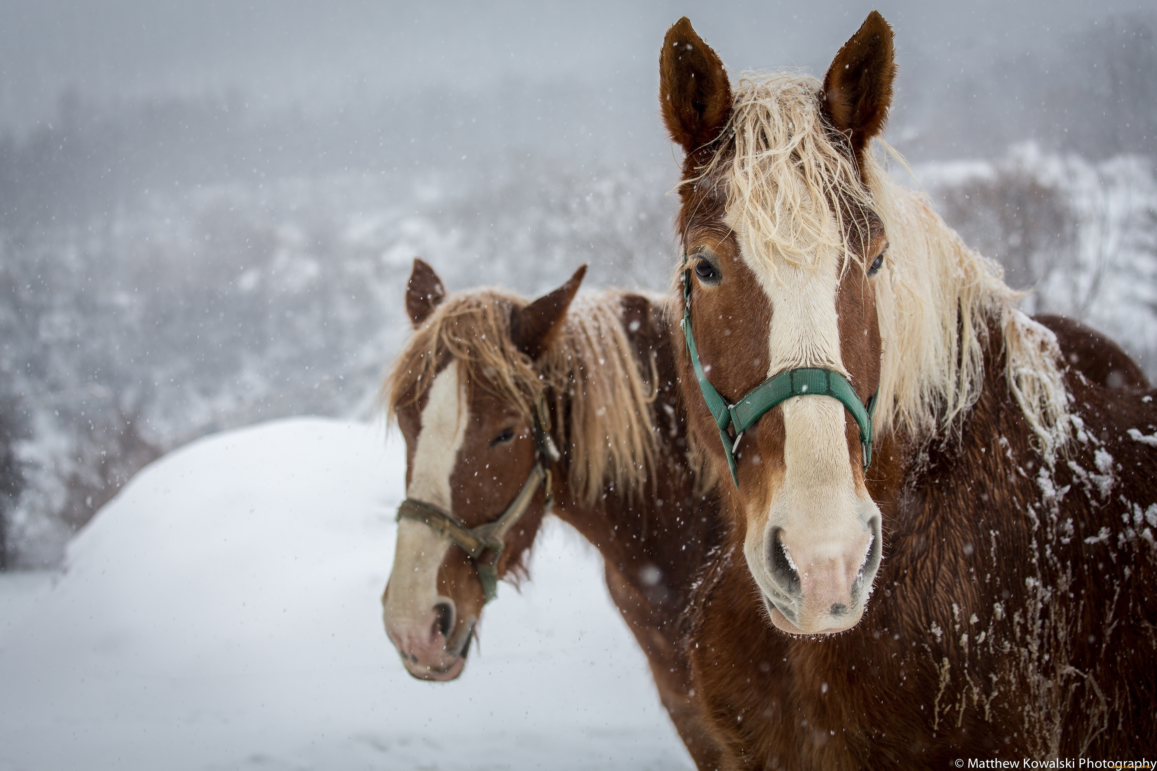 животные, лошади, кони, морда, пара, челка, грива, зима, снег