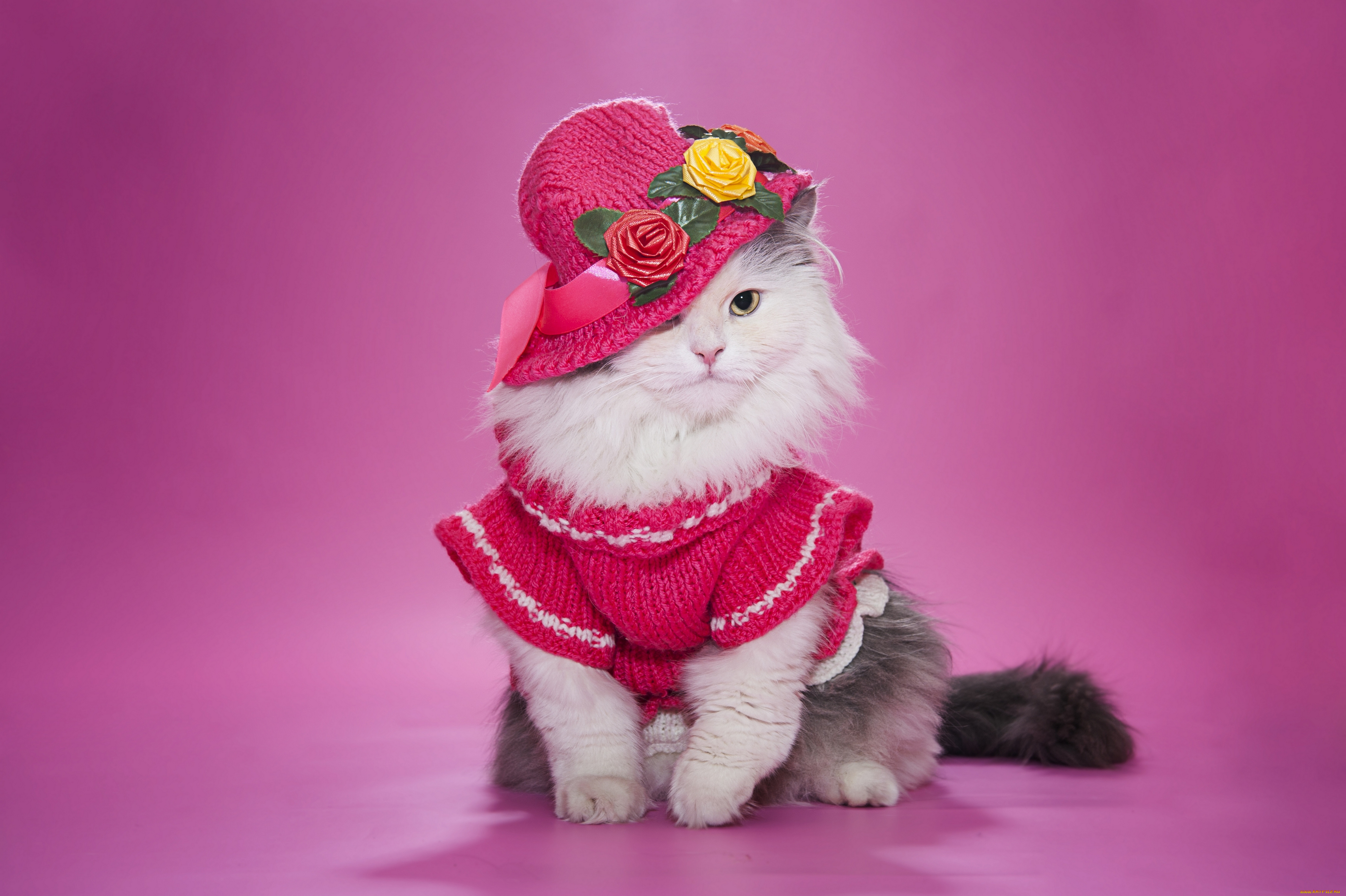 Prekrasnoe dalyoko кошечка. Кошка с бантиком. Кошка в платье. Нарядная кошка. Котенок с бантом.