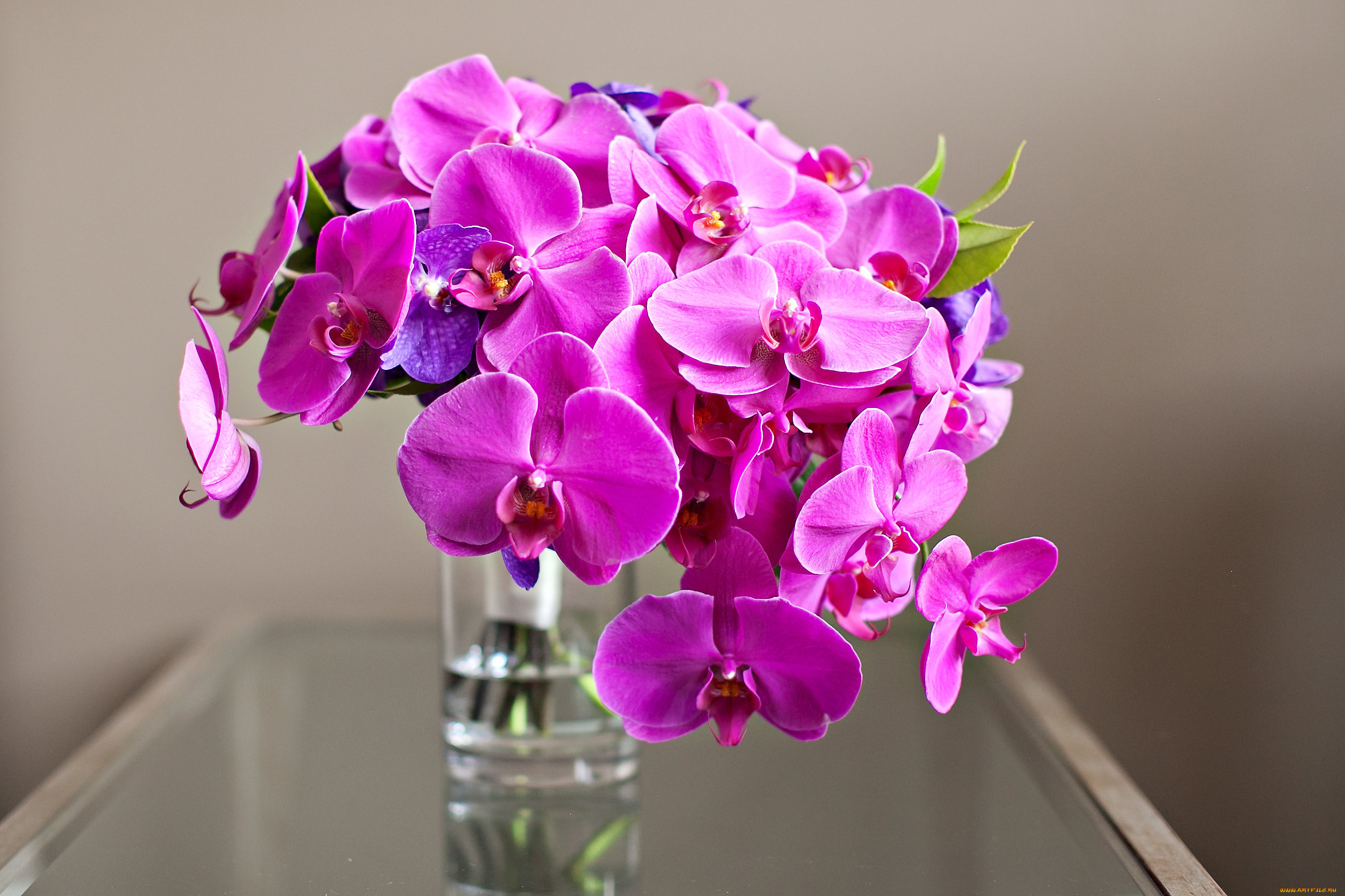 цветы, орхидеи, букет, розовый