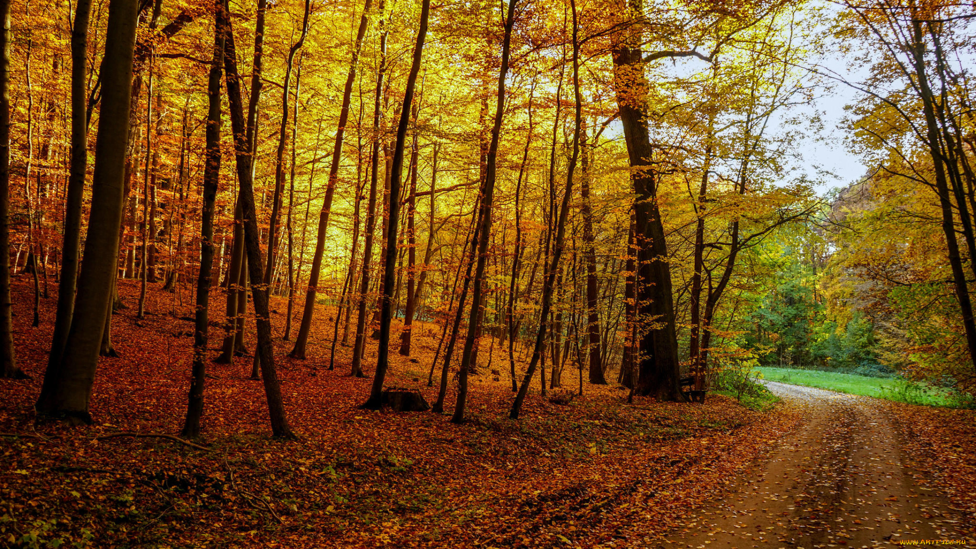 природа, лес, осень, деревья, дорога, пейзаж
