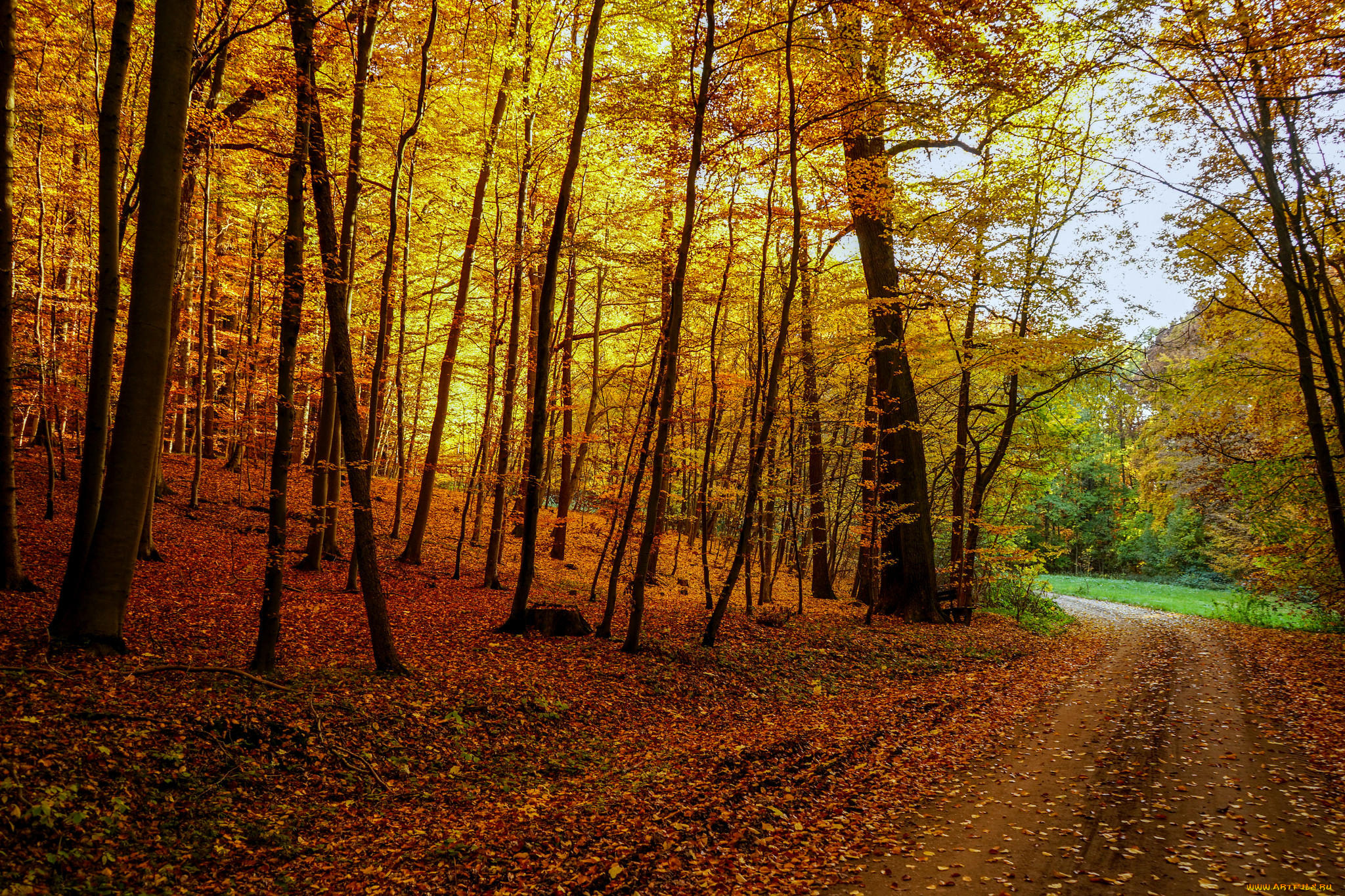 природа, лес, осень, деревья, дорога, пейзаж