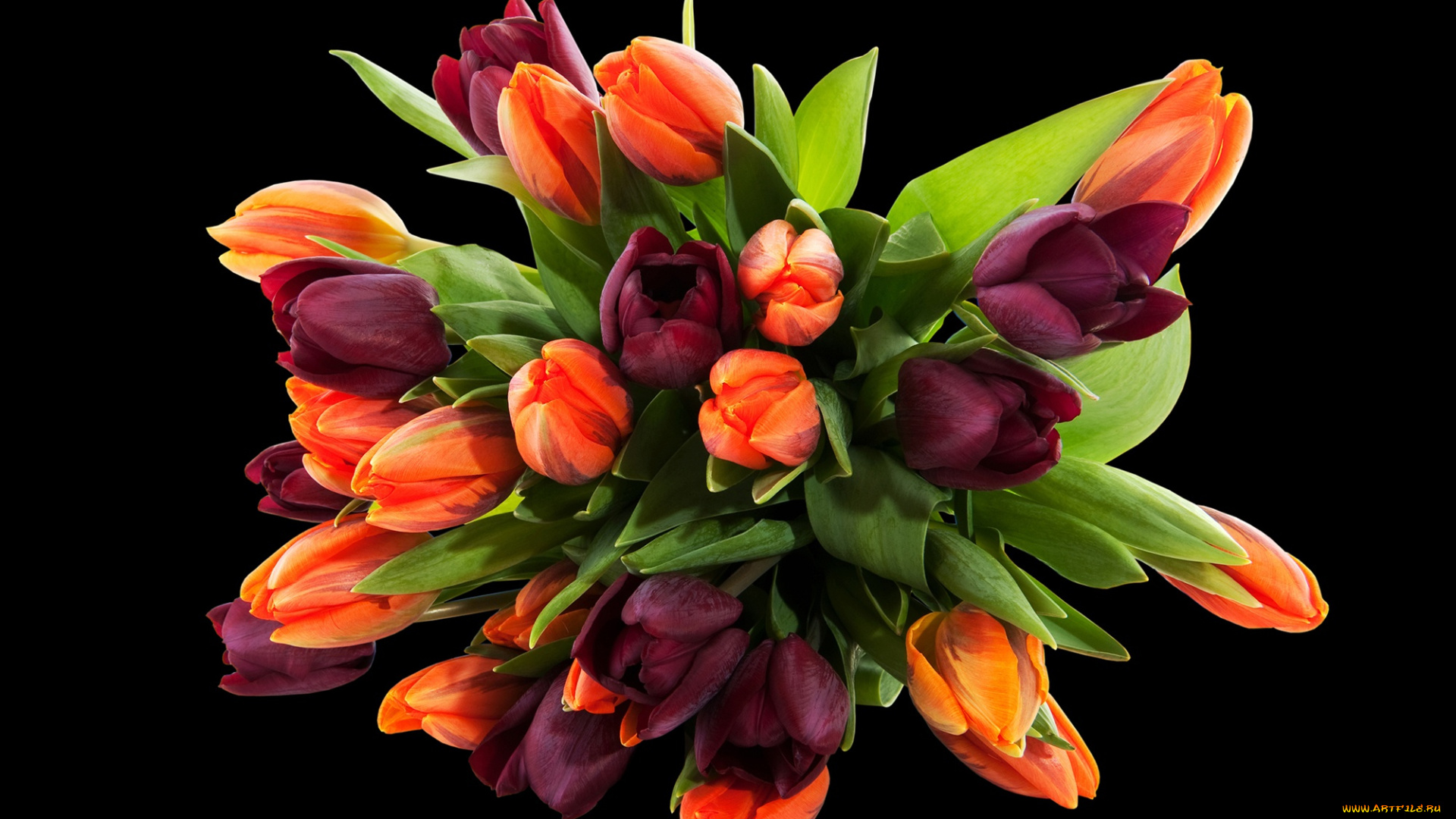цветы, тюльпаны, букет, фиолетовые, черный, фон, оранжевые